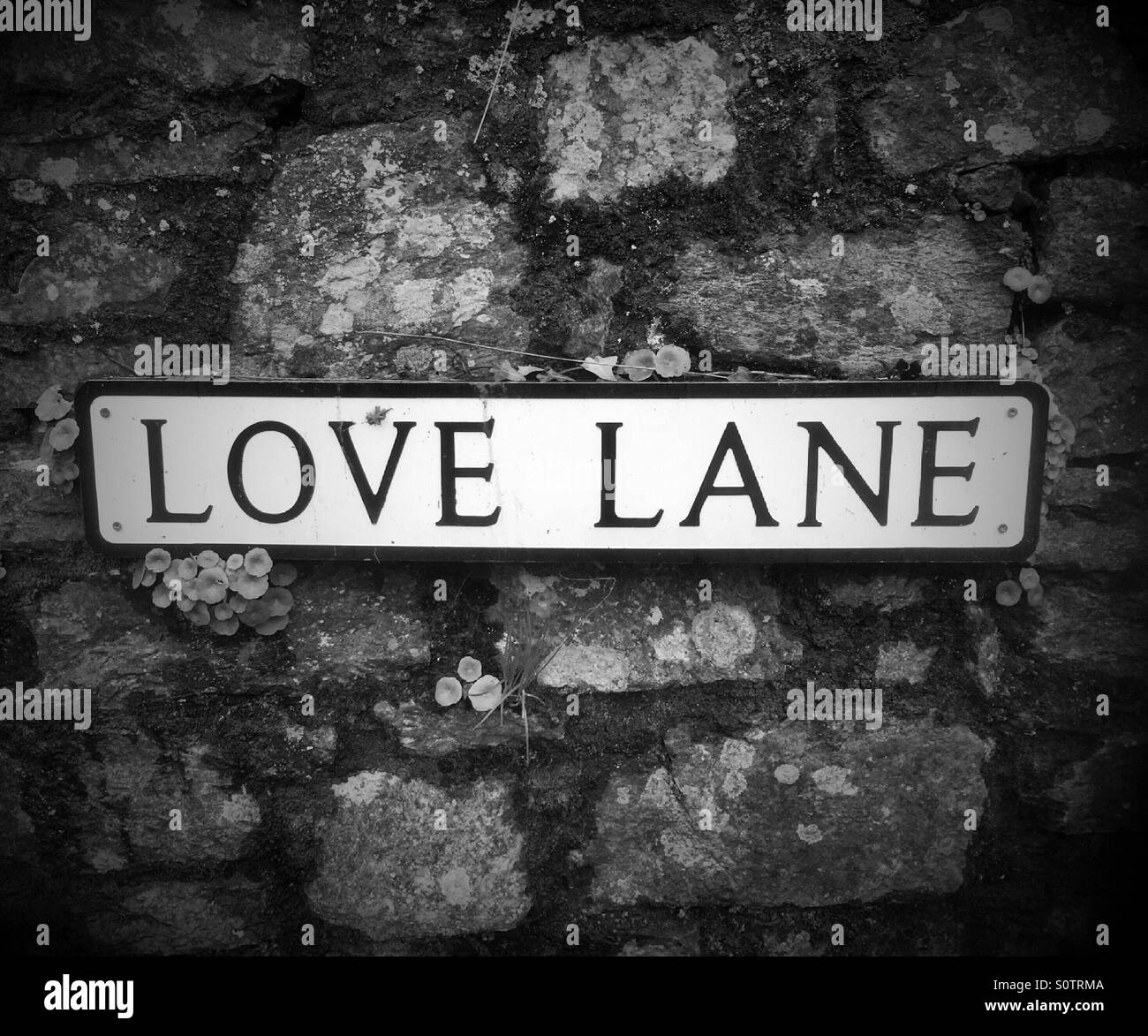 Love lane sign in black and white Stock Photo Alamy
