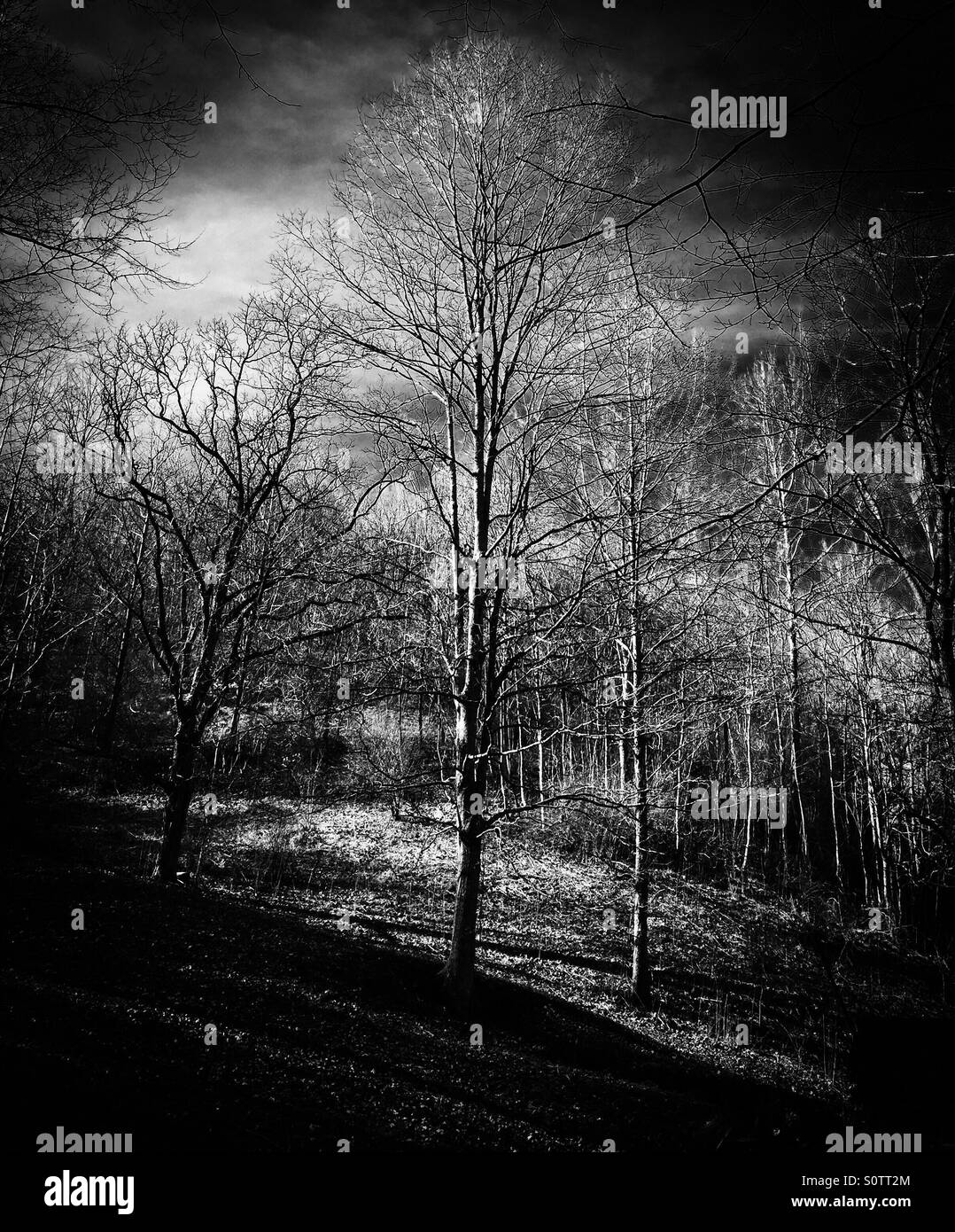 Towering Black and White Stock Photos & Images Alamy