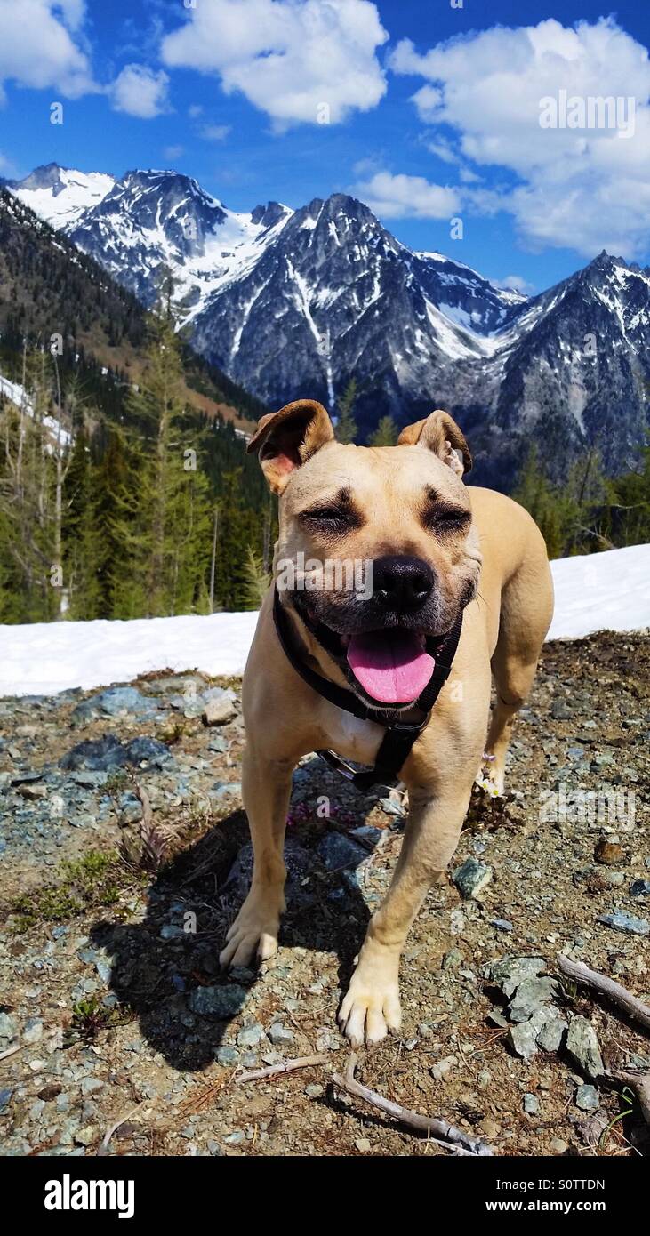 Pitbull mountains hi res stock photography and images Alamy