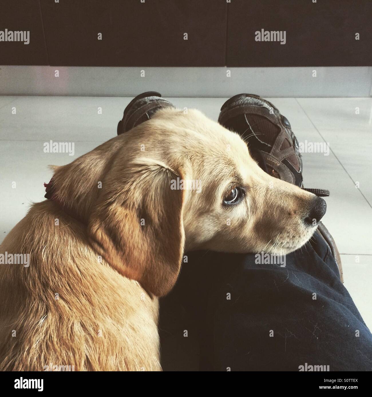 Dog with owner sad hires stock photography and images Alamy