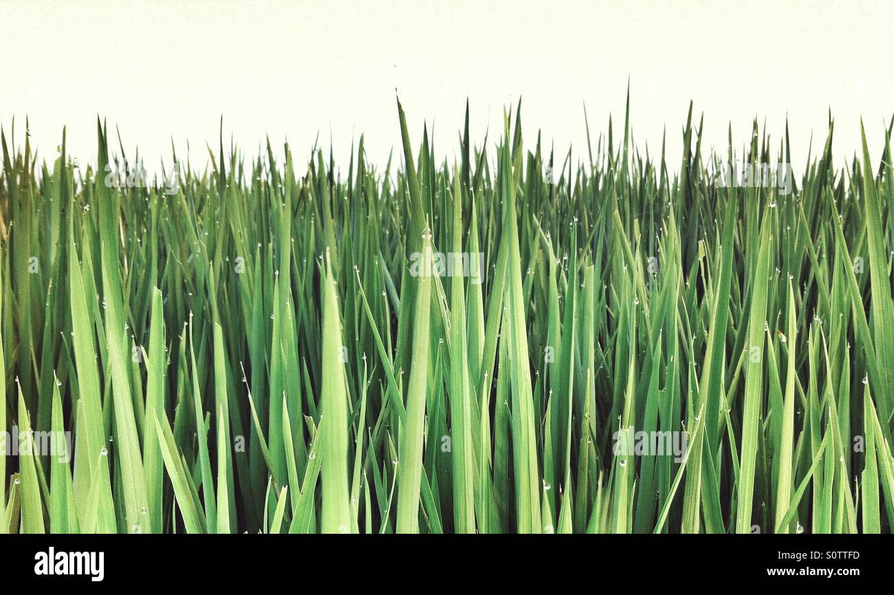green grass with dew drops Stock Photo