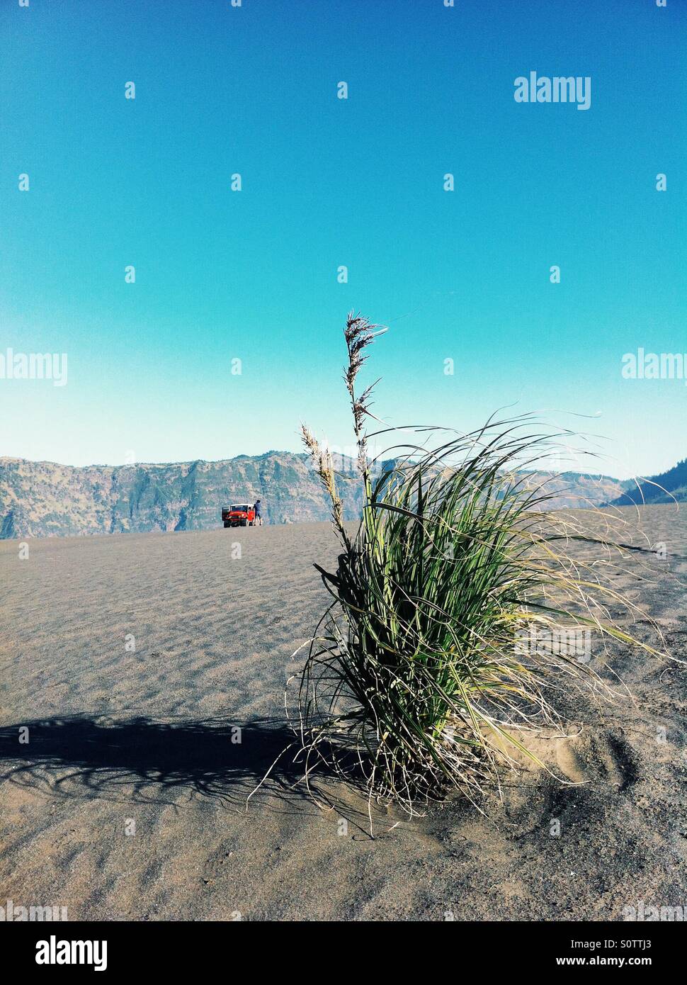 Grass on volcanic sand Stock Photo