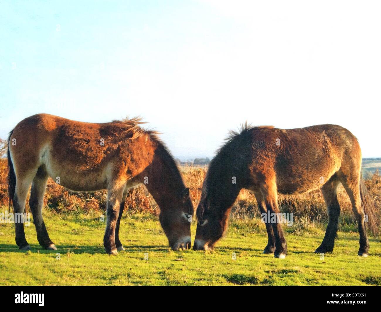 Exmoor ponies grazing exmoor national park UK Stock Photo
