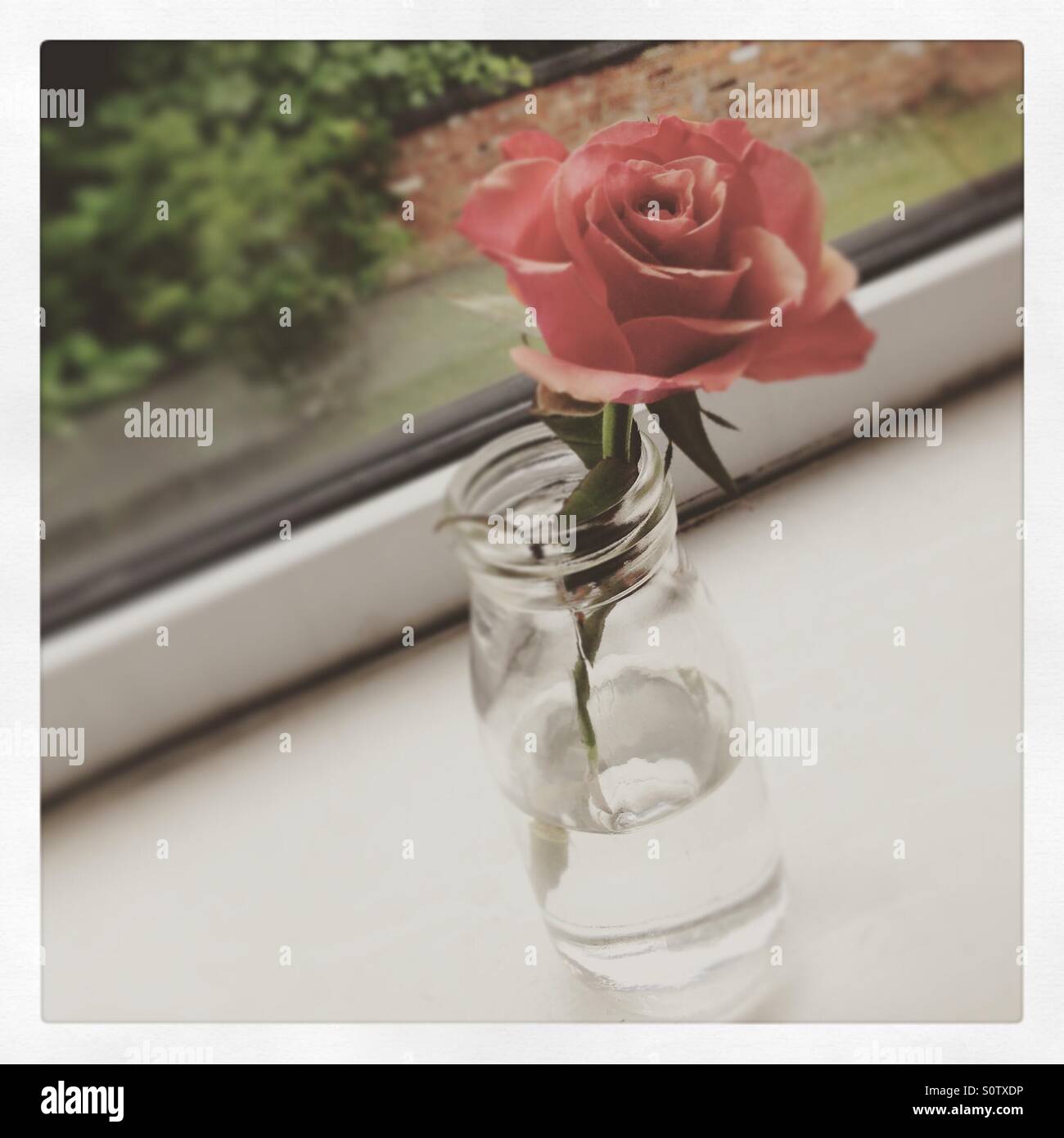 Small rose in a bottle - Smartphone Captured Stock Image