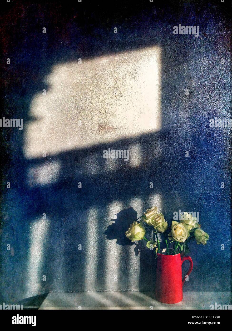 Still life - roses in a jug with shadows on the wall Stock Photo