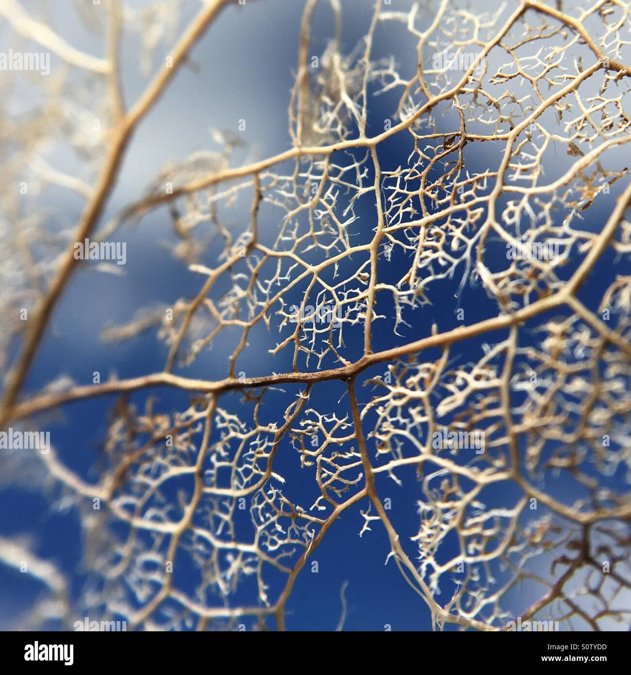 Dried rose leaf in winter - Smartphone Captured Stock Image