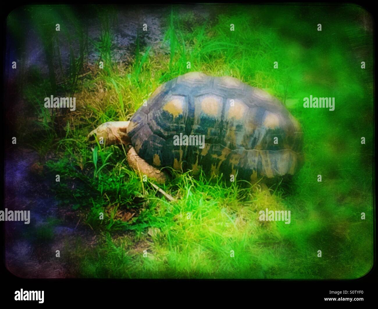 Tortoise walking through grass - Smartphone Captured Stock Image
