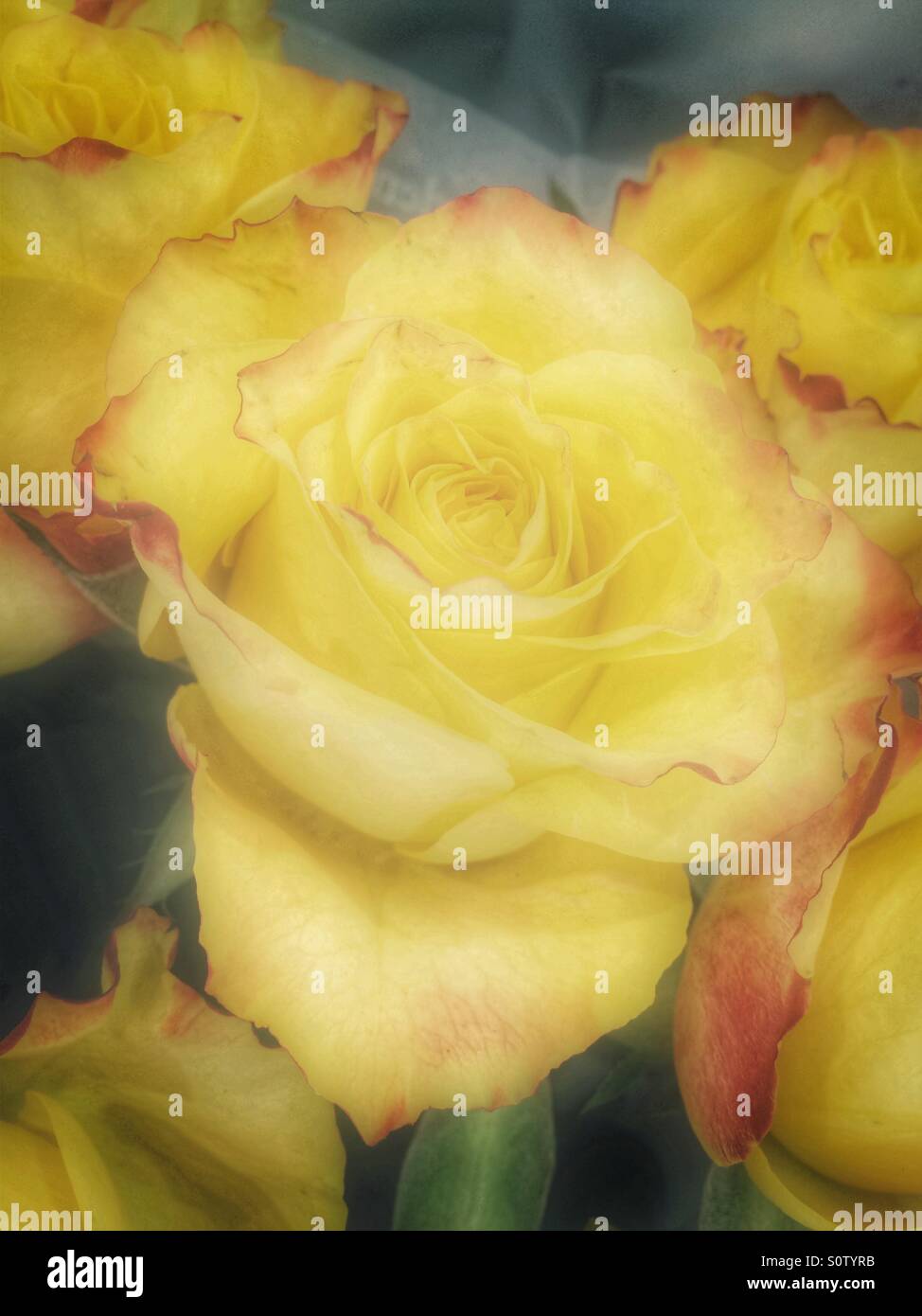 Bright yellow roses hi-res stock photography and images - Alamy