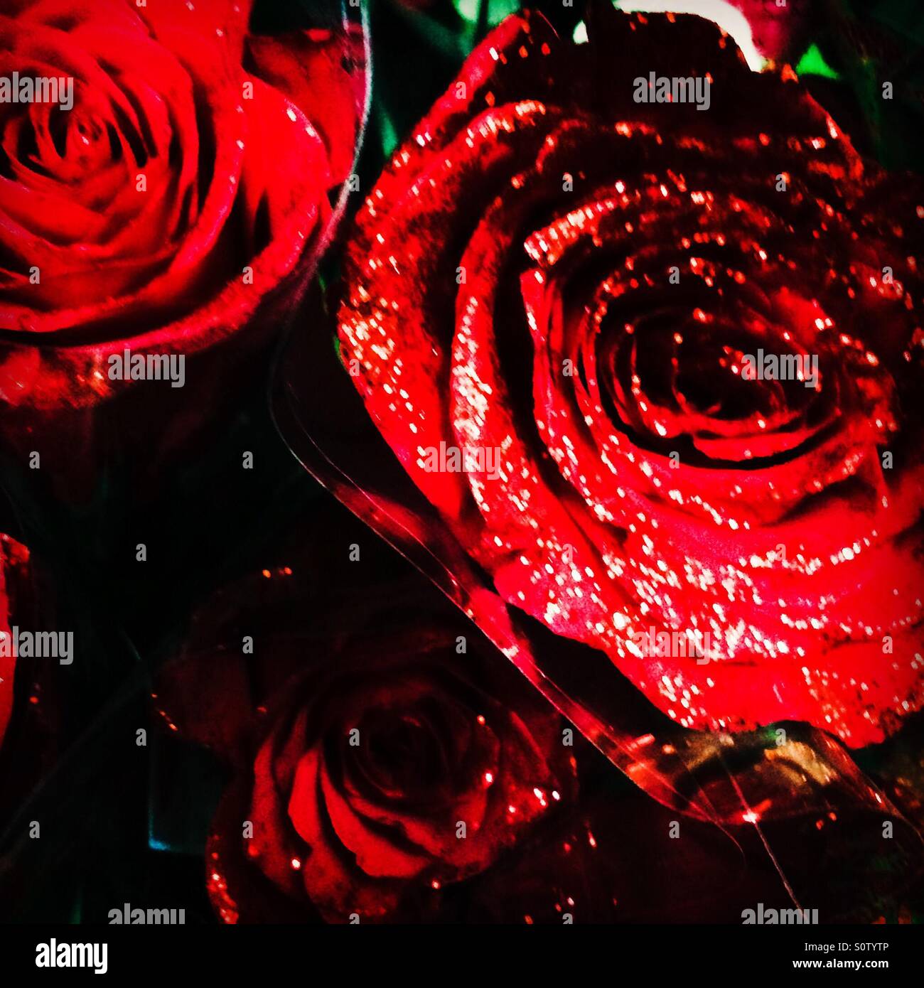 Valentines roses with glitter Stock Photo