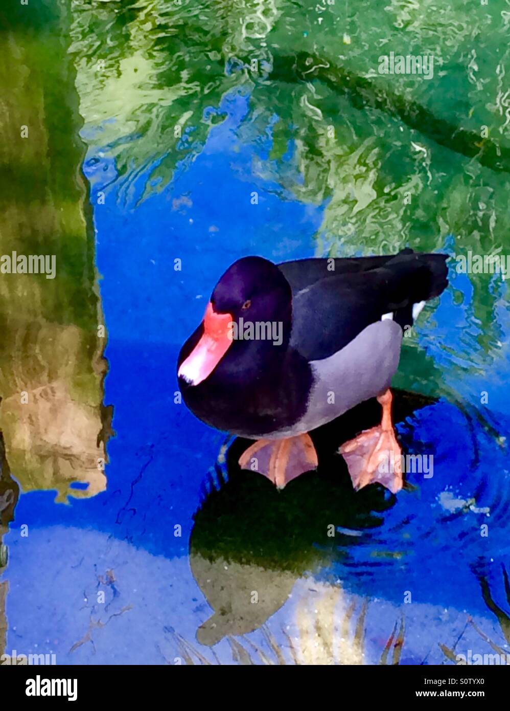 Duck standing at water's edge - Smartphone Captured Stock Image