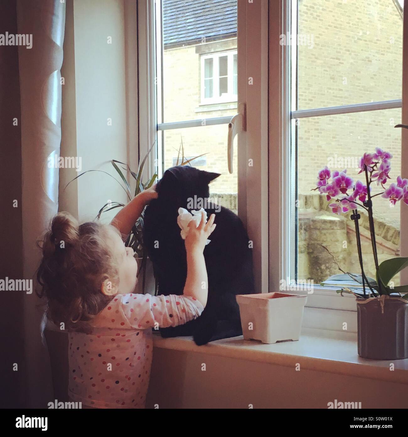 Toddler blowing cats nose Stock Photo