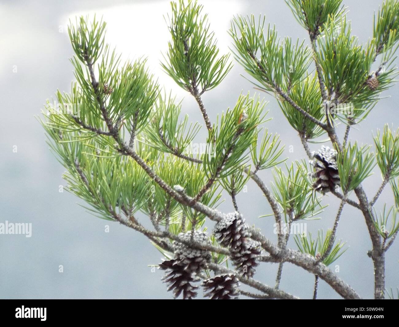 Whispering Pine Stock Photo Alamy