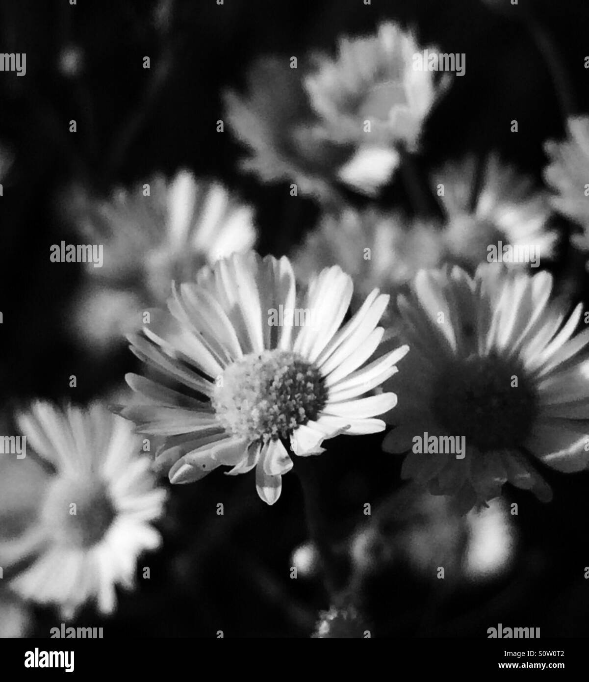 Daisies, Prairie Fleabane, Erigeron strigosus in black and white Stock Photo