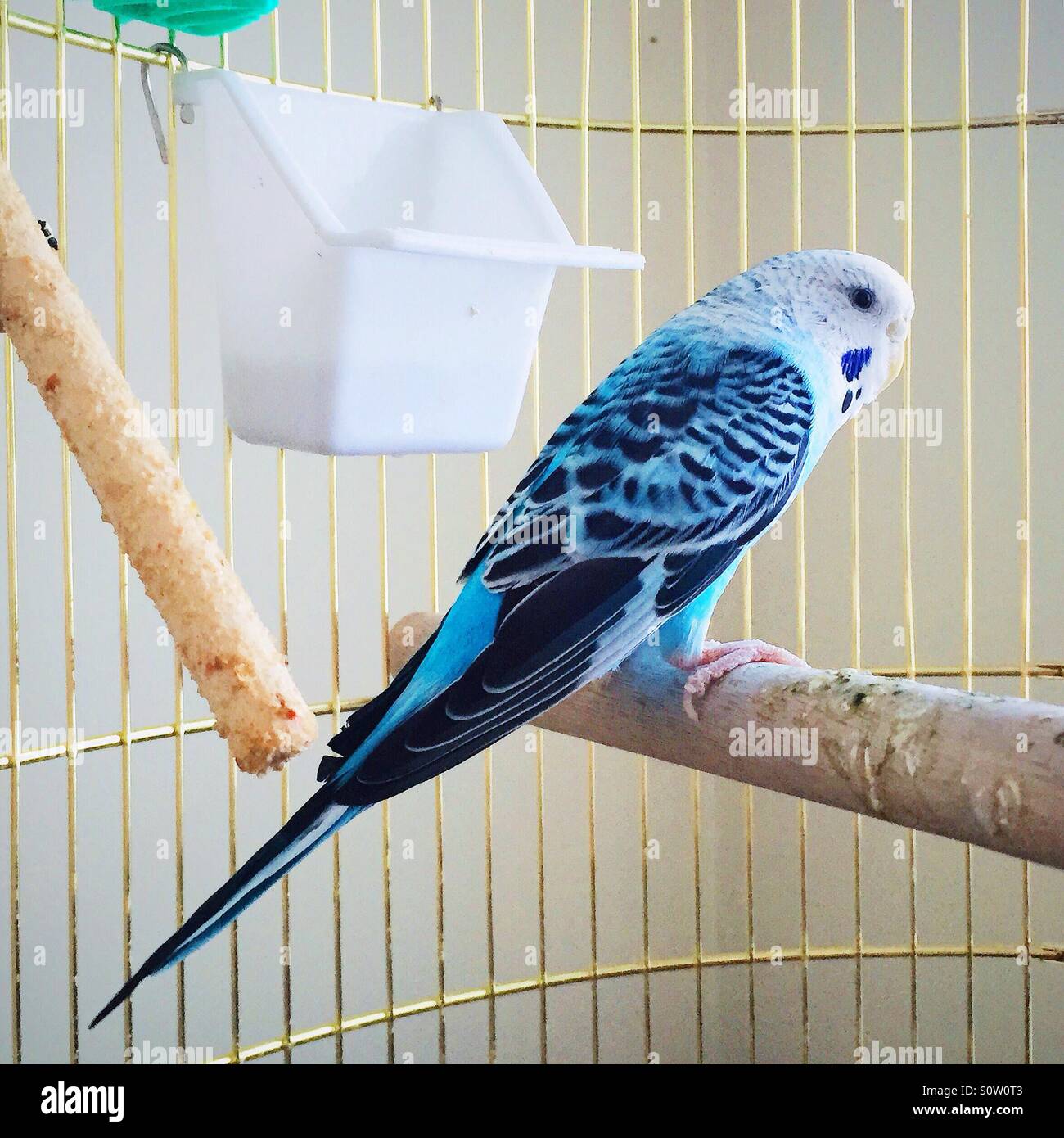 blue canary bird in a birdcage Stock Photo
