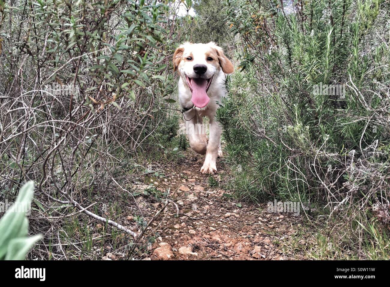 Running puppy Stock Photo