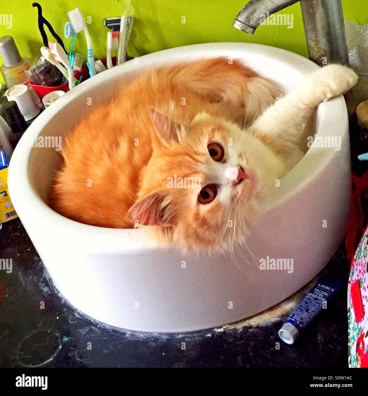 Cat bath tub hires stock photography and images Alamy