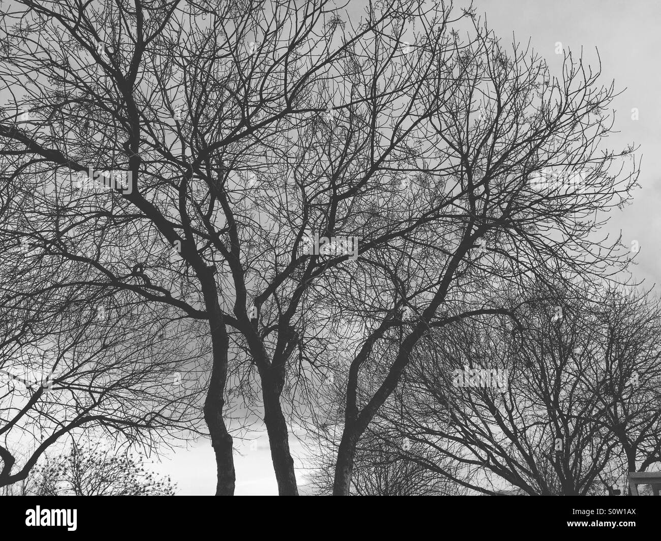 A Tree Without Roots Tree without roots hi-res stock photography and images - Alamy