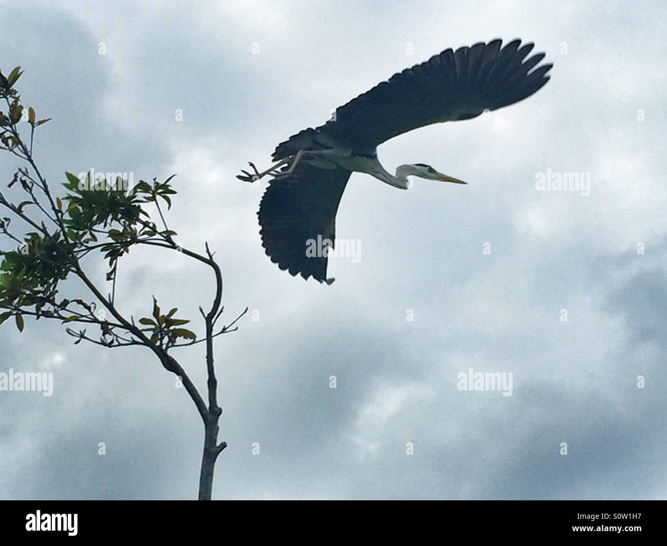 A Heron takes off Stock Photo