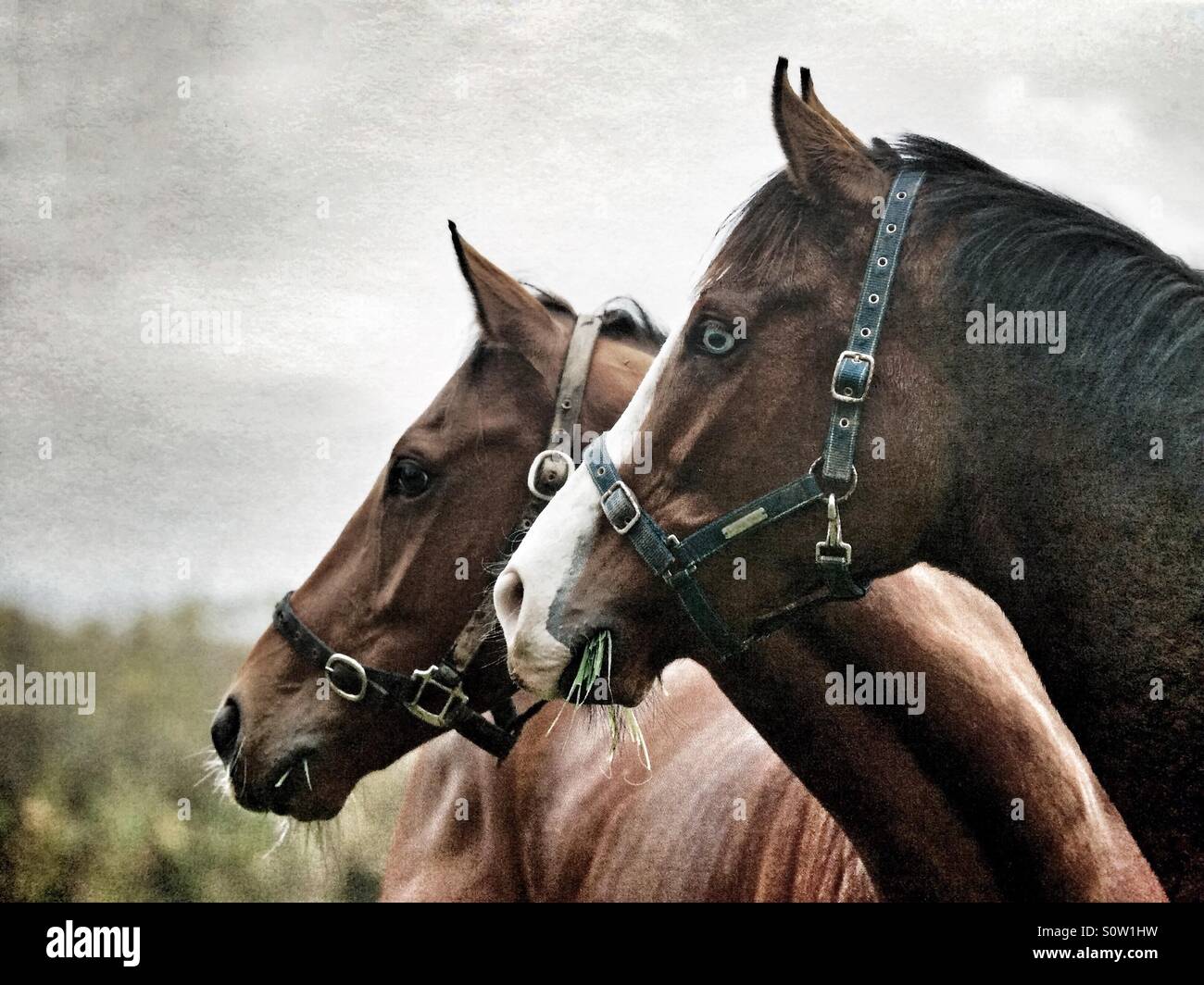 Two thoroughbred horses looking into the distance Stock Photo