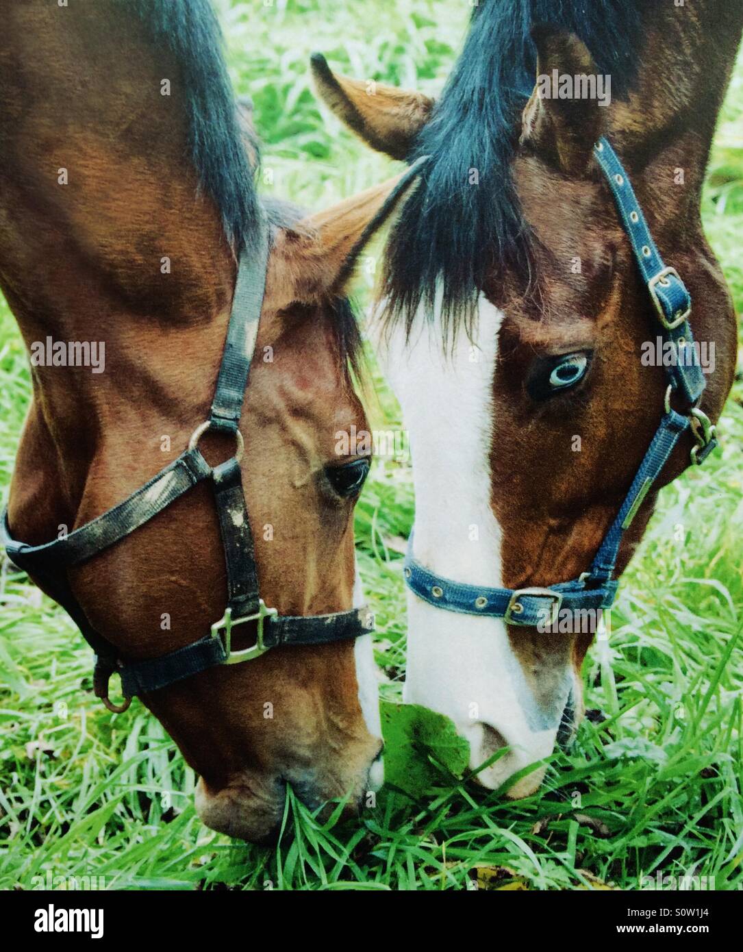 Two thoroughbred horses grazing head to head Stock Photo
