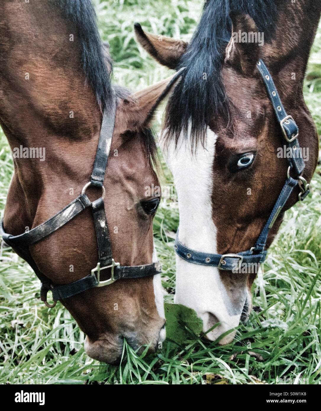 Two thoroughbred horses grazing head to head Stock Photo