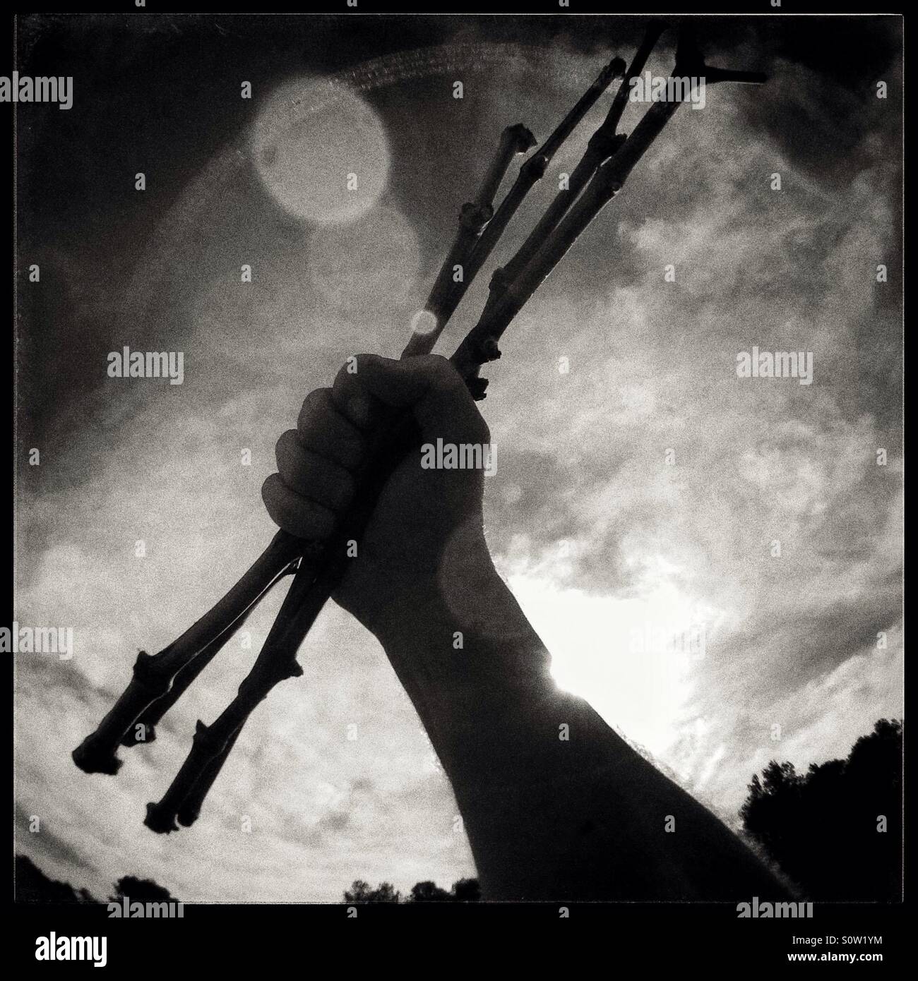 Carignan grapevine cuttings, Catalonia, Spain. - Smartphone Captured Stock Image