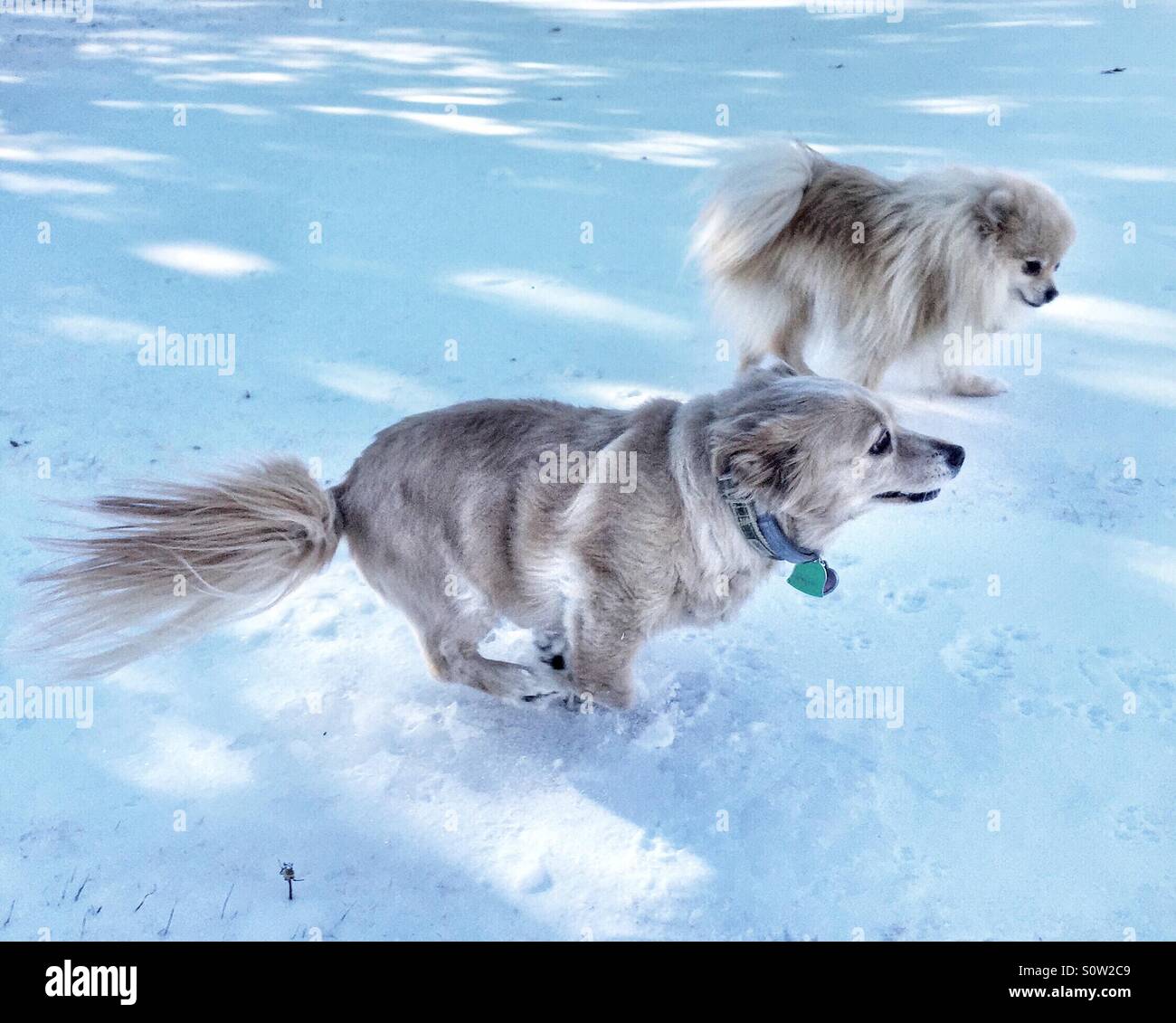 Dog running in the snow Stock Photo