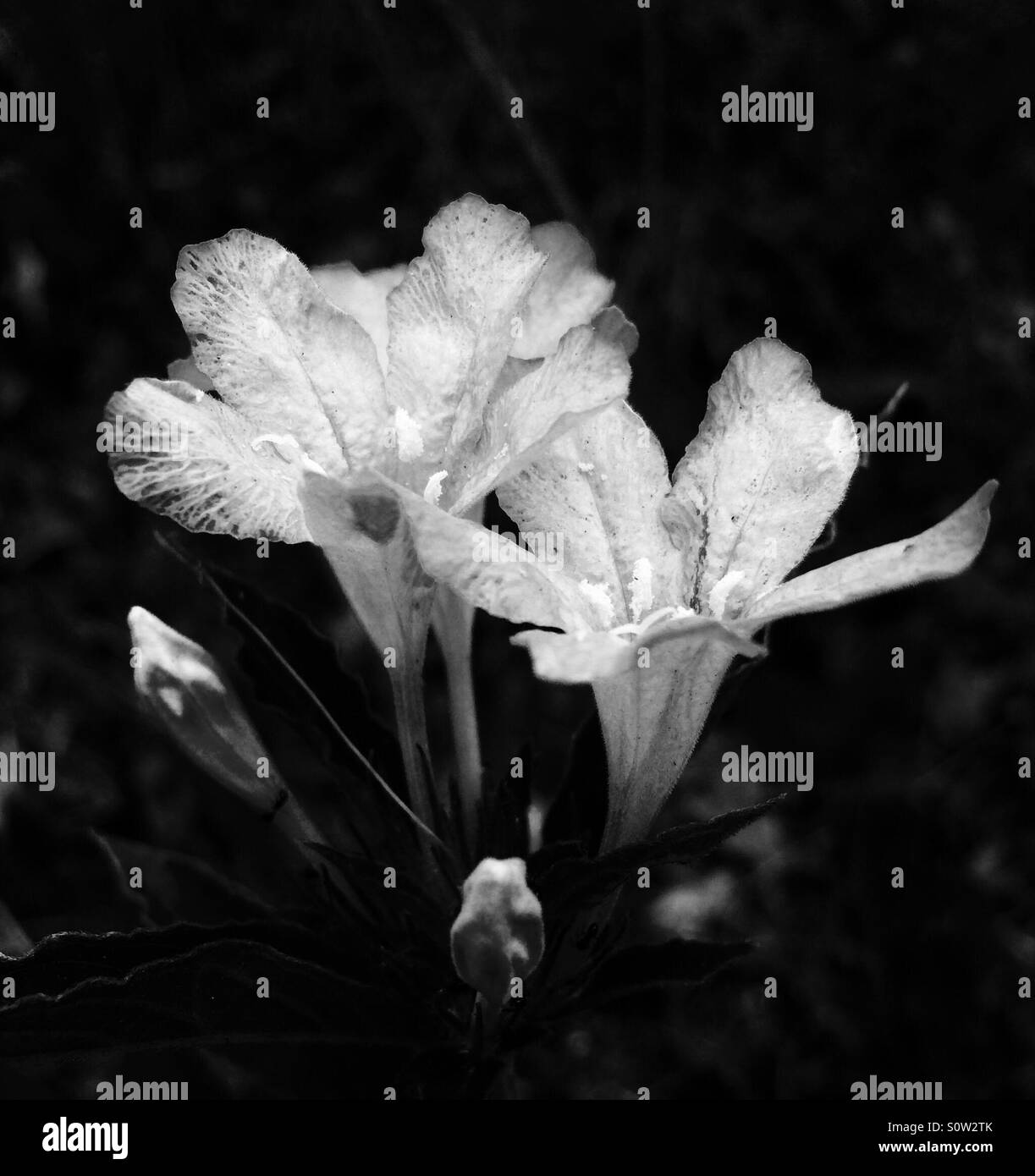 Night Blooming Wild Petunia, Ruella noctiflora, in black and white Stock Photo