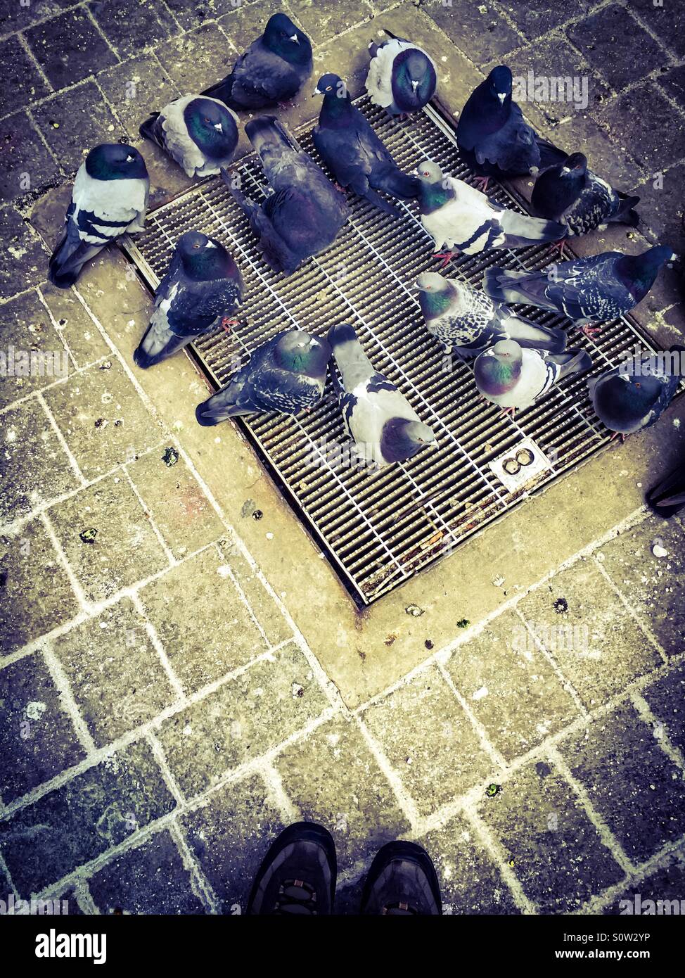 Pigeons warming on a grate - Smartphone Captured Stock Image