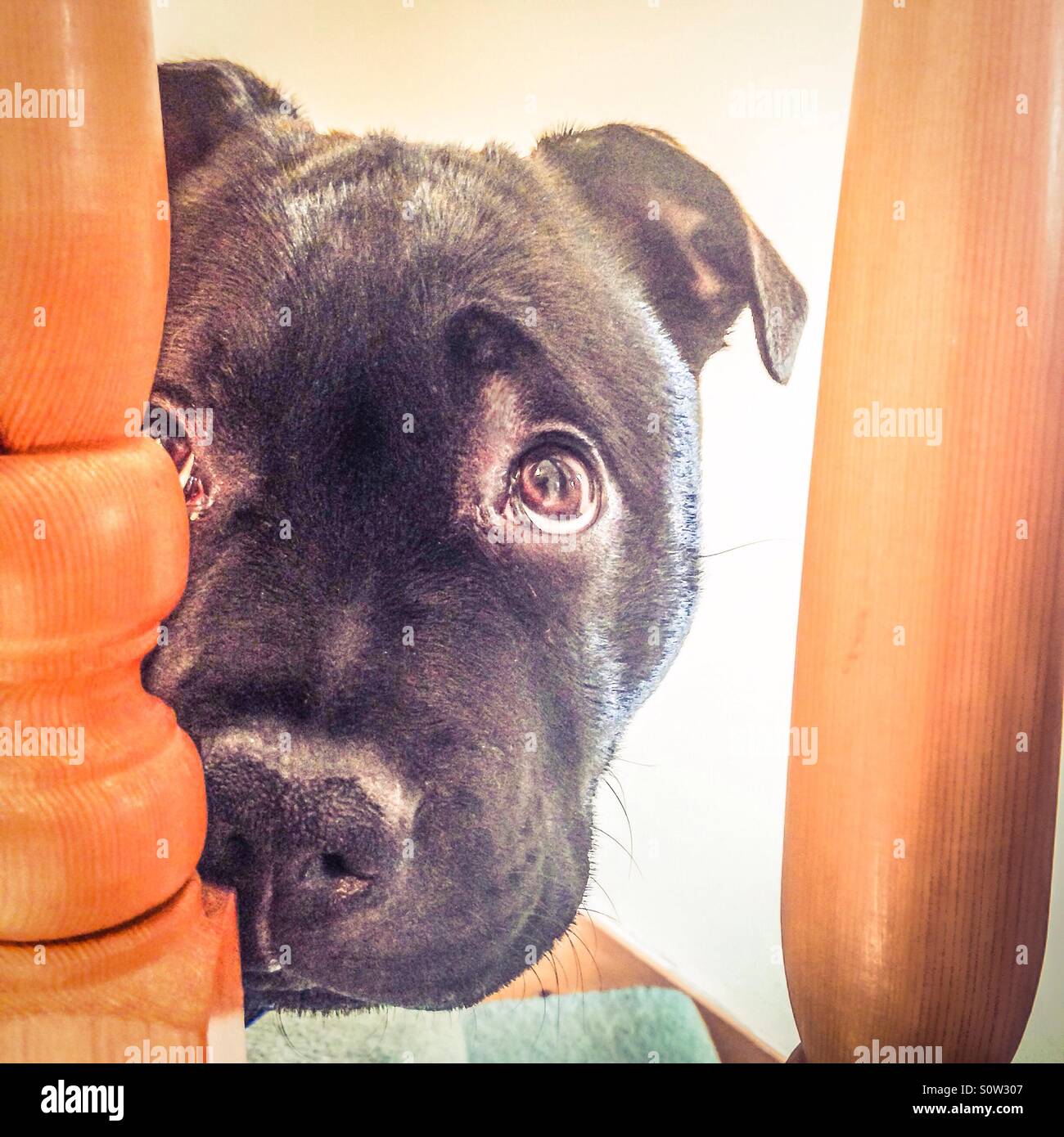 A cute Staffordshire Bull Terrier puppy dog looking through wooden banister rails with big guilty eyes. - Smartphone Captured Stock Image