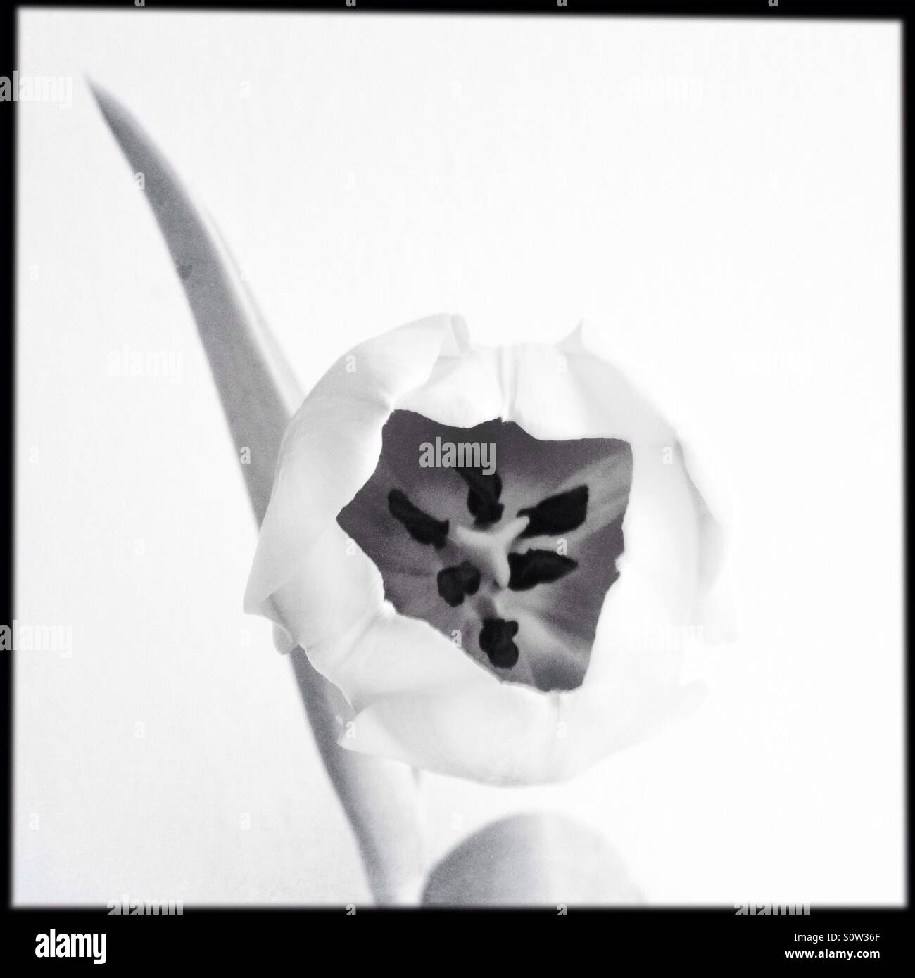 Abstract tulip blossom in black and white - Smartphone Captured Stock Image