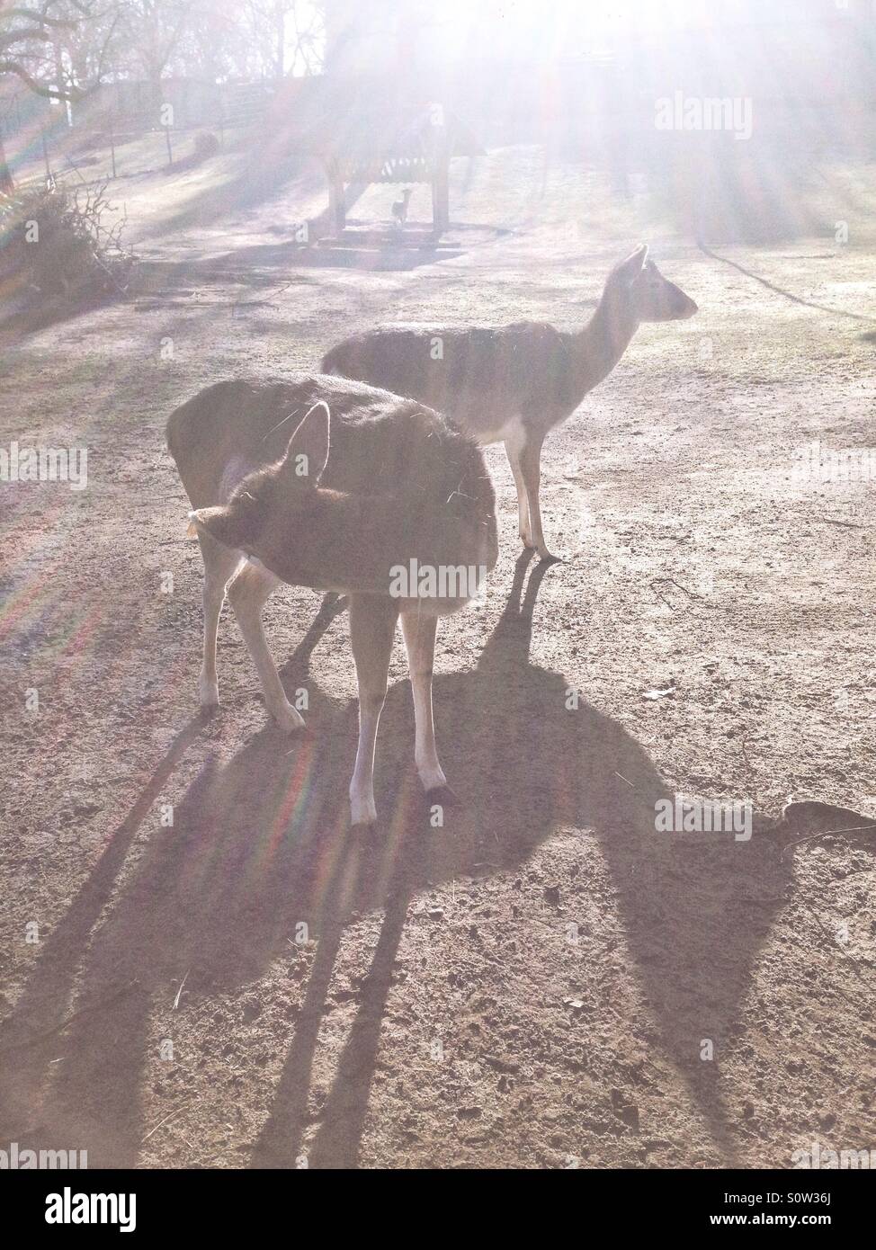 Fallow deer - Smartphone Captured Stock Image