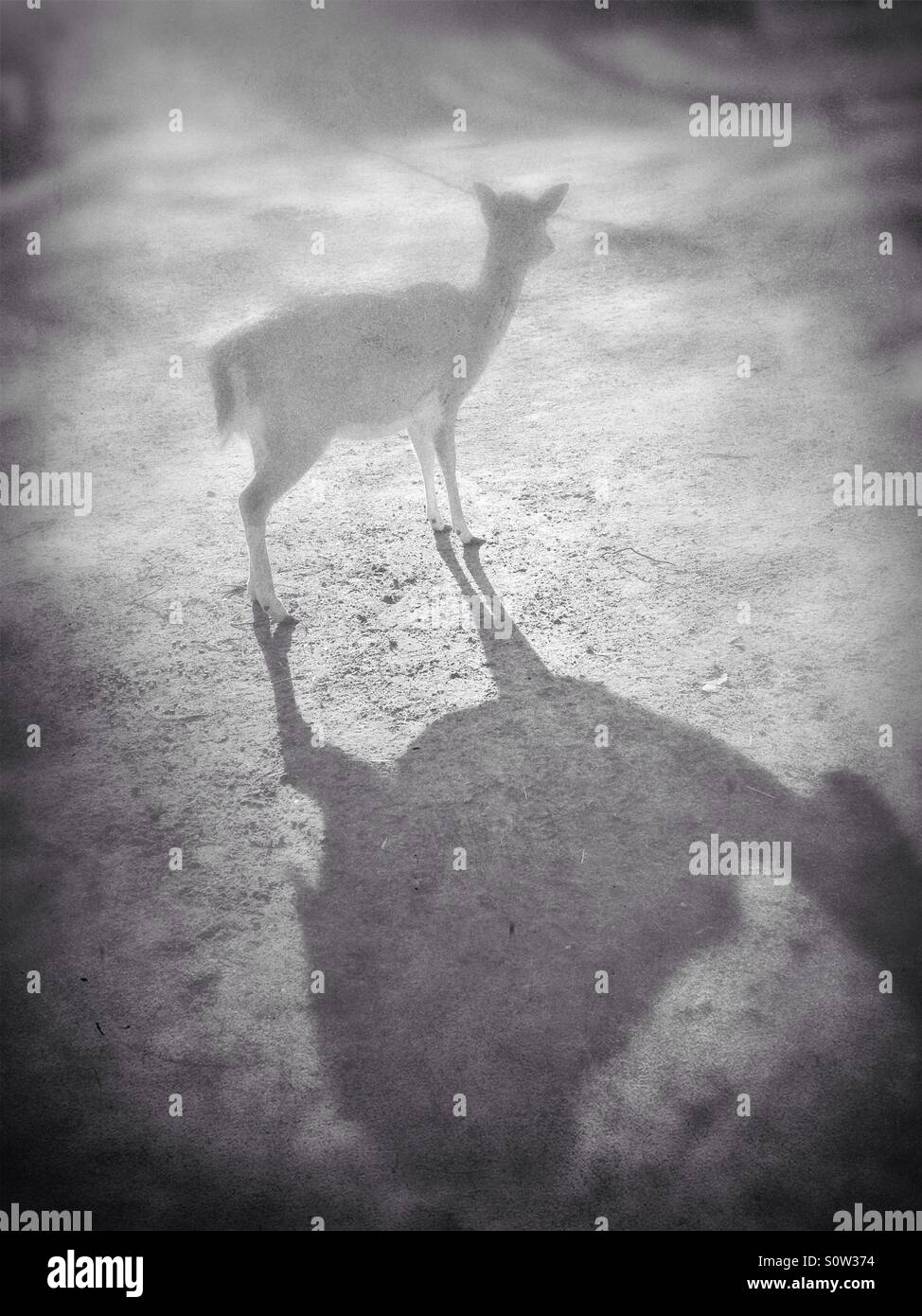 Fallow deer roe - Smartphone Captured Stock Image