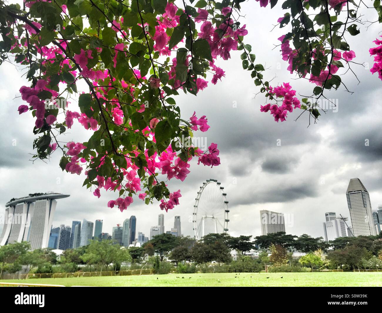 Singapore skyline framed by bougainvillea Stock Photo