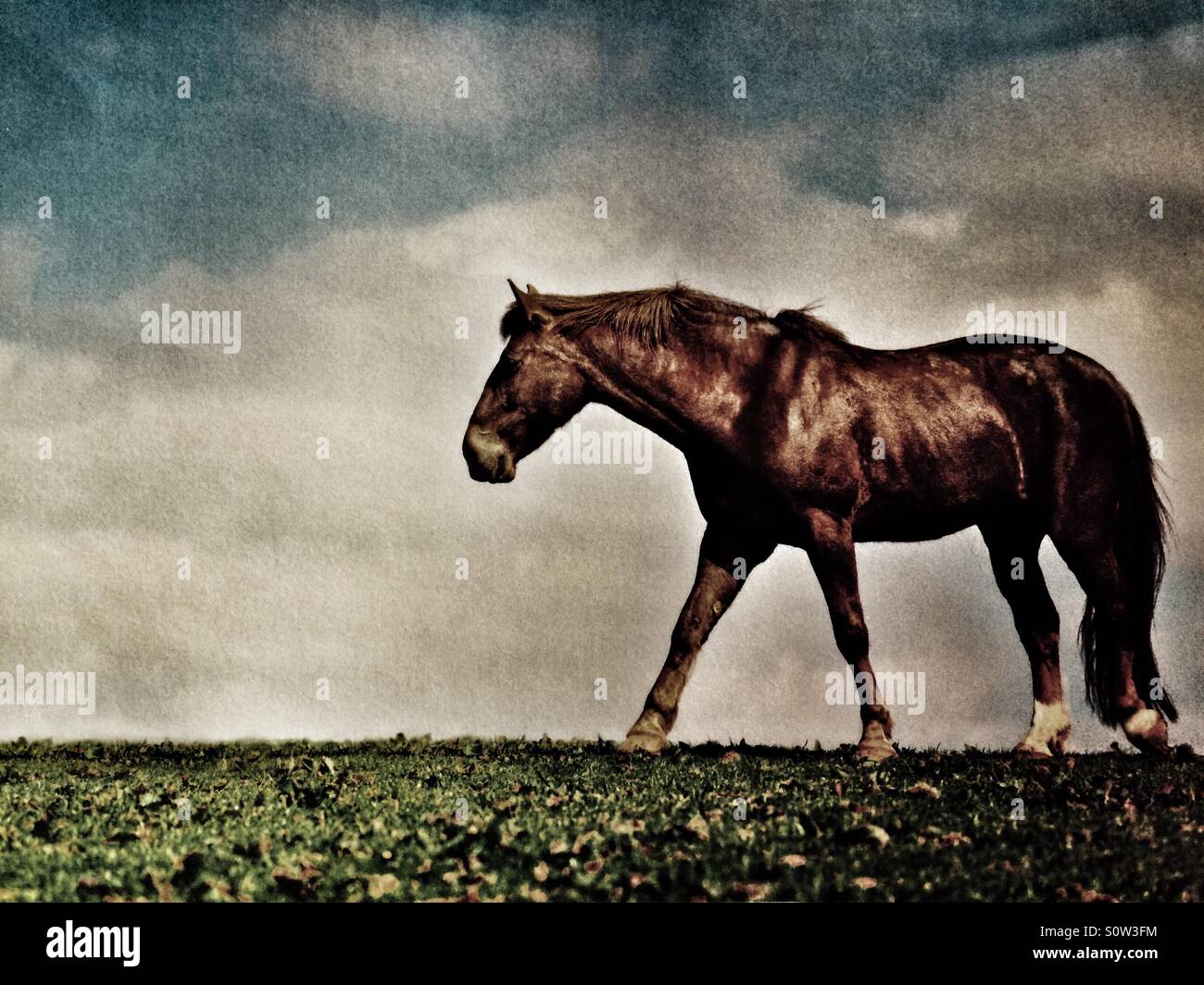 Horse walking through a winter field Stock Photo