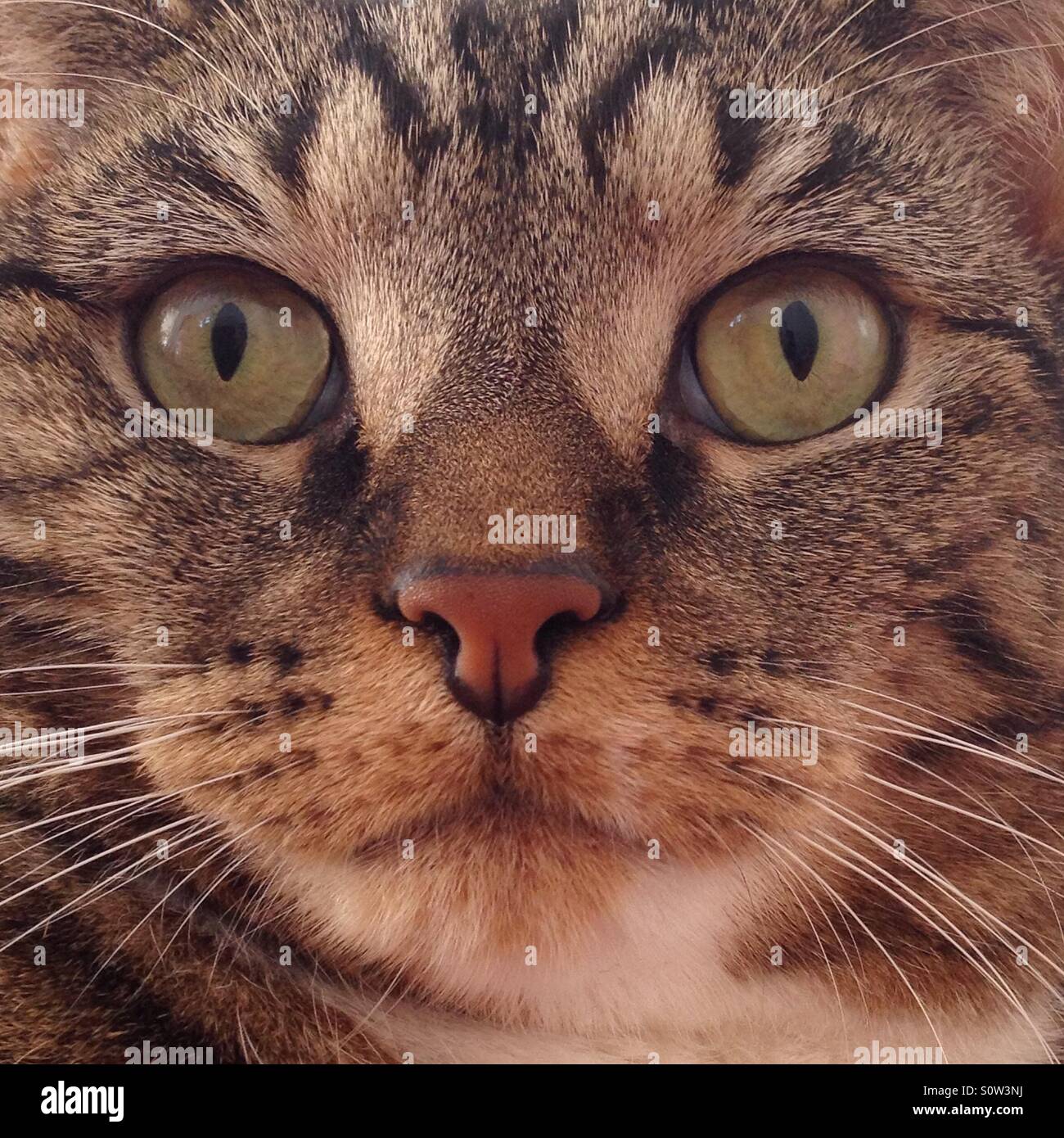 Tabby cat portrait. - Smartphone Captured Stock Image