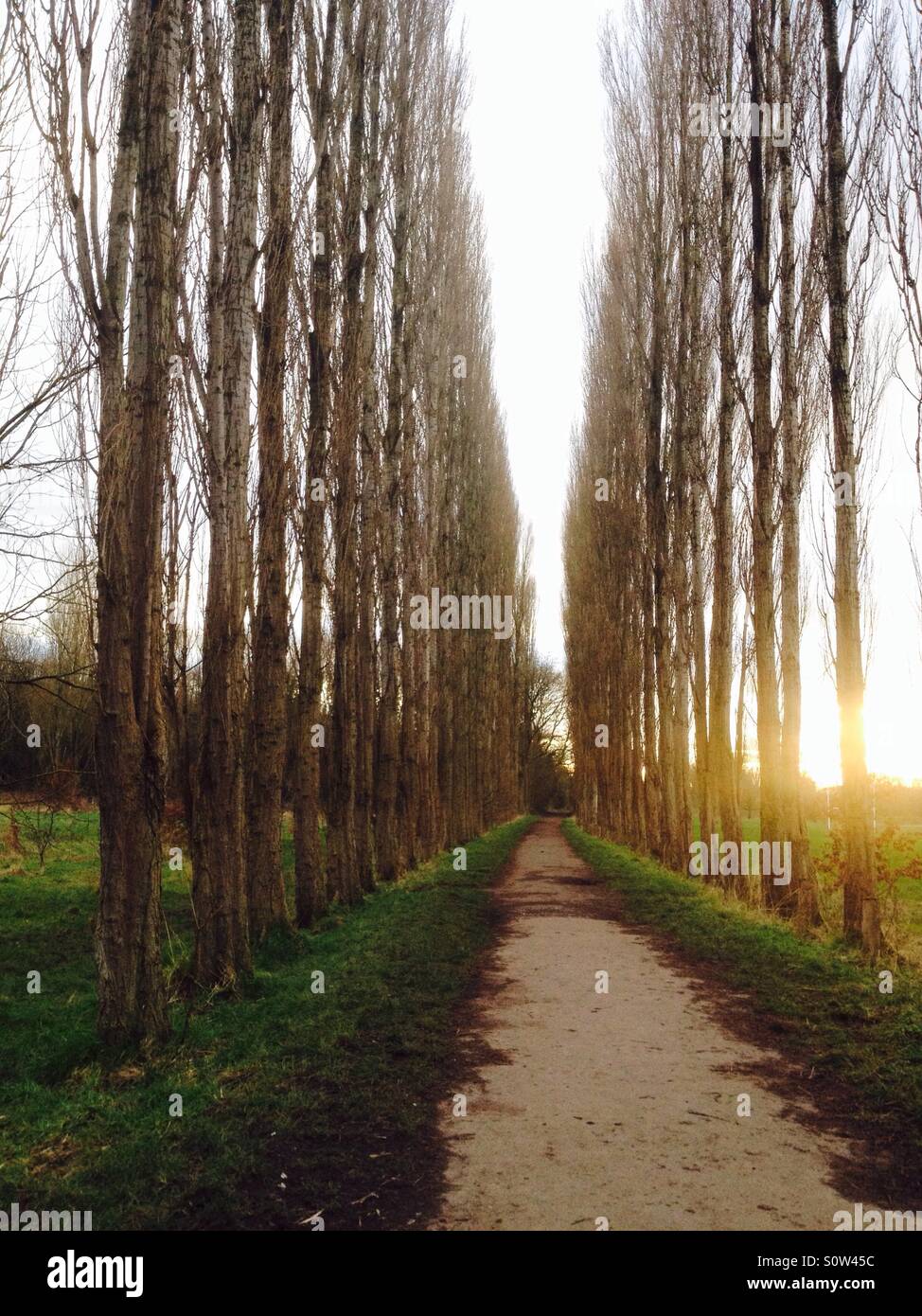 Avenue of Poplar trees in Fletcher Moss, Manchester, England Stock