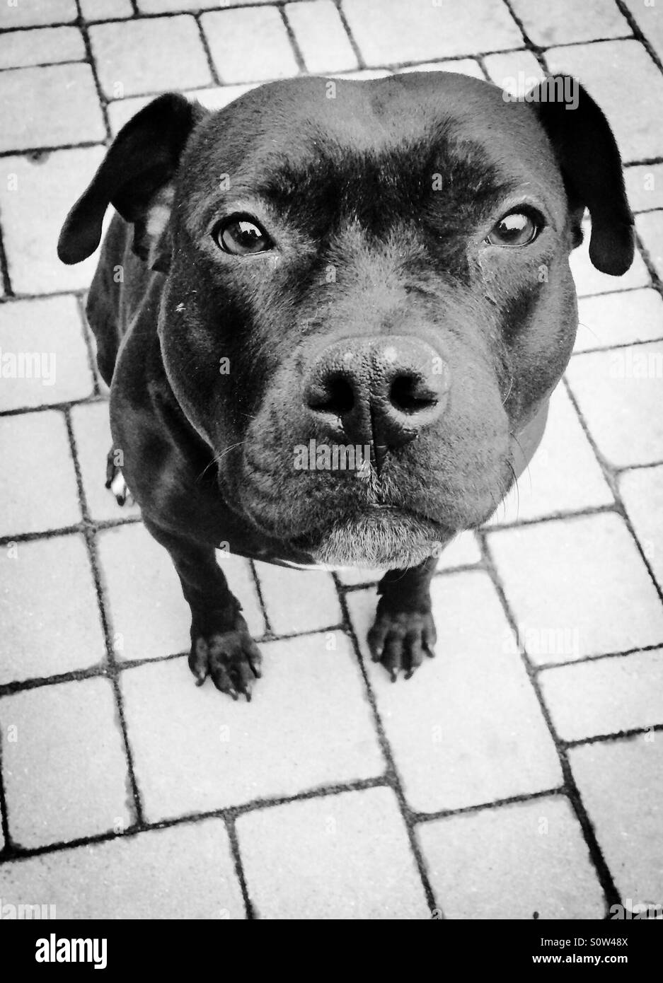 Black pitbull hires stock photography and images Alamy