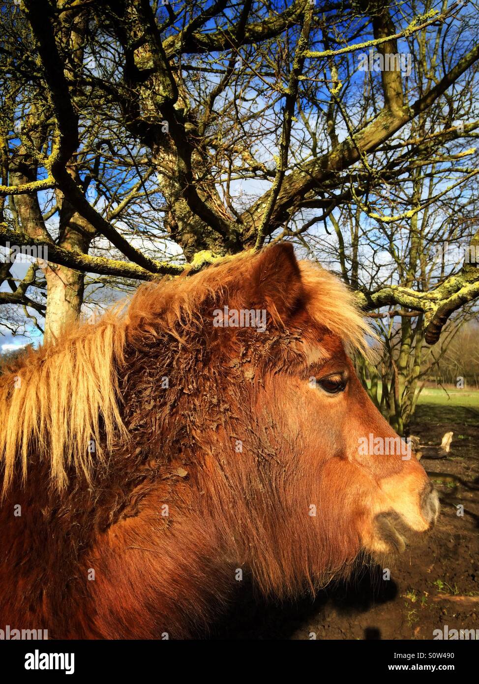 Chestnut pony in a field in the winter - Smartphone Captured Stock Image