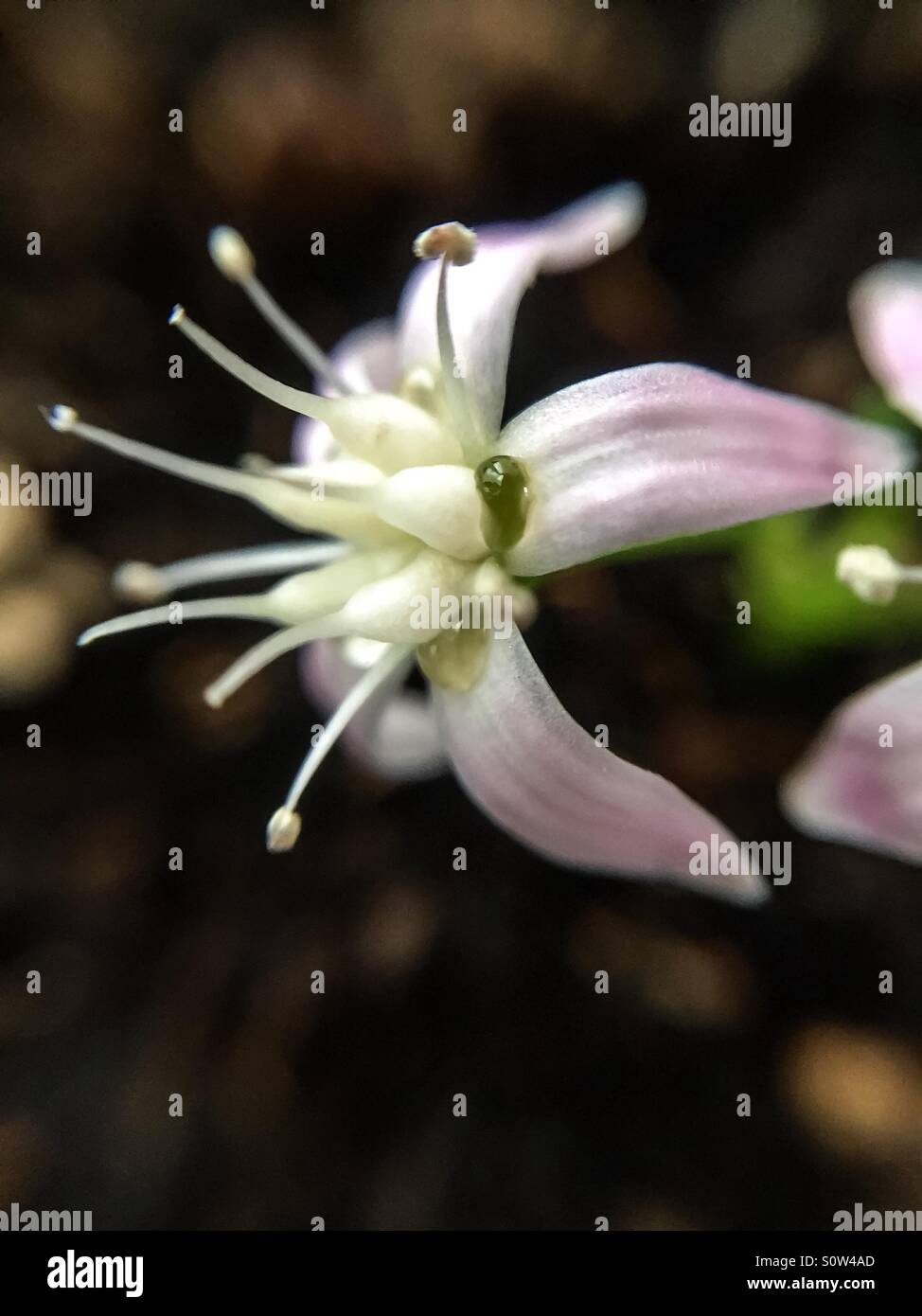 Macro of tiny Jade blossom. Inspired by poem: Noble Nature. In small proportions we just beauty see. In short measures life may perfect be. - Smartphone Captured Stock Image