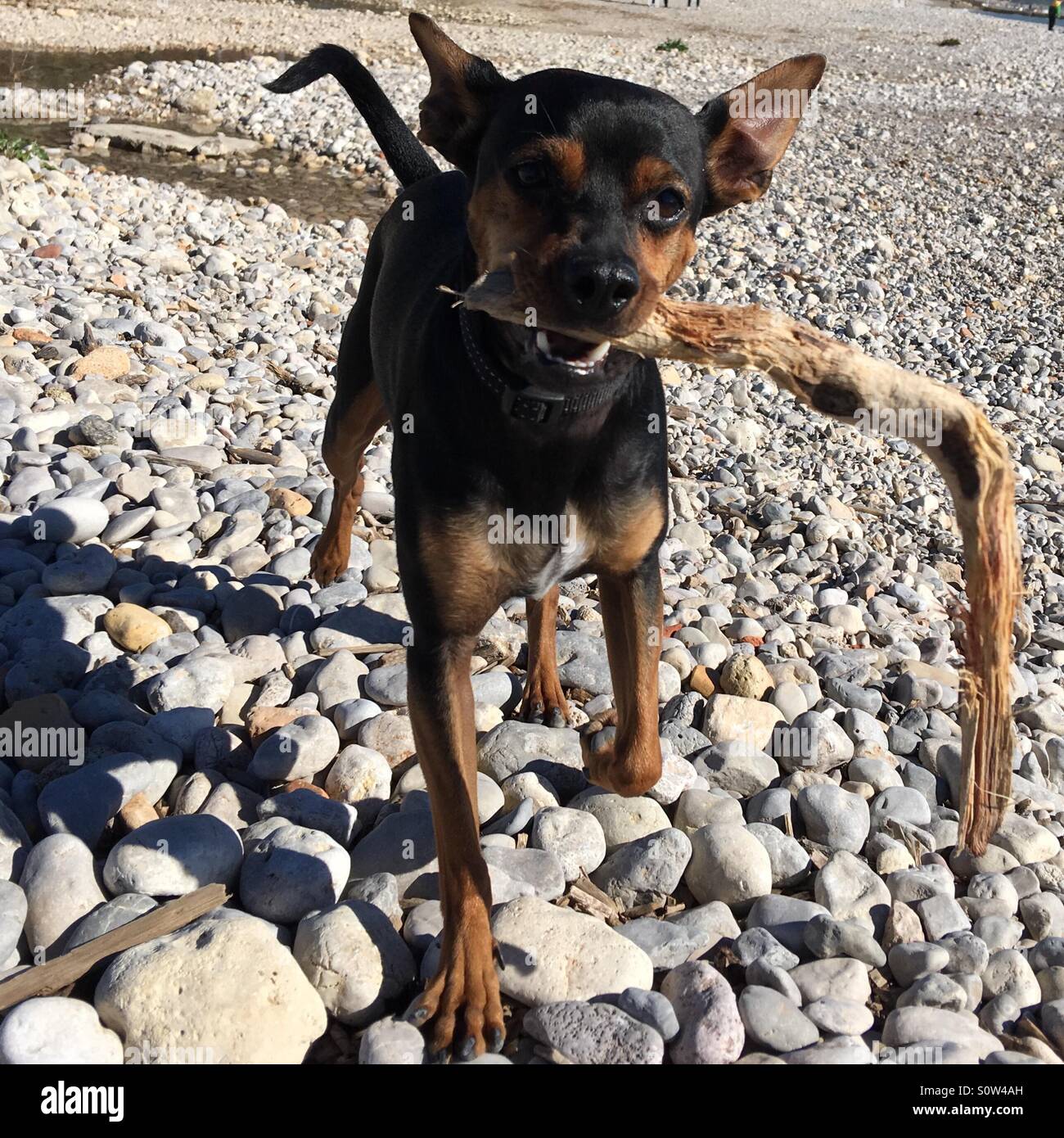 Dog bringing stick - Smartphone Captured Stock Image