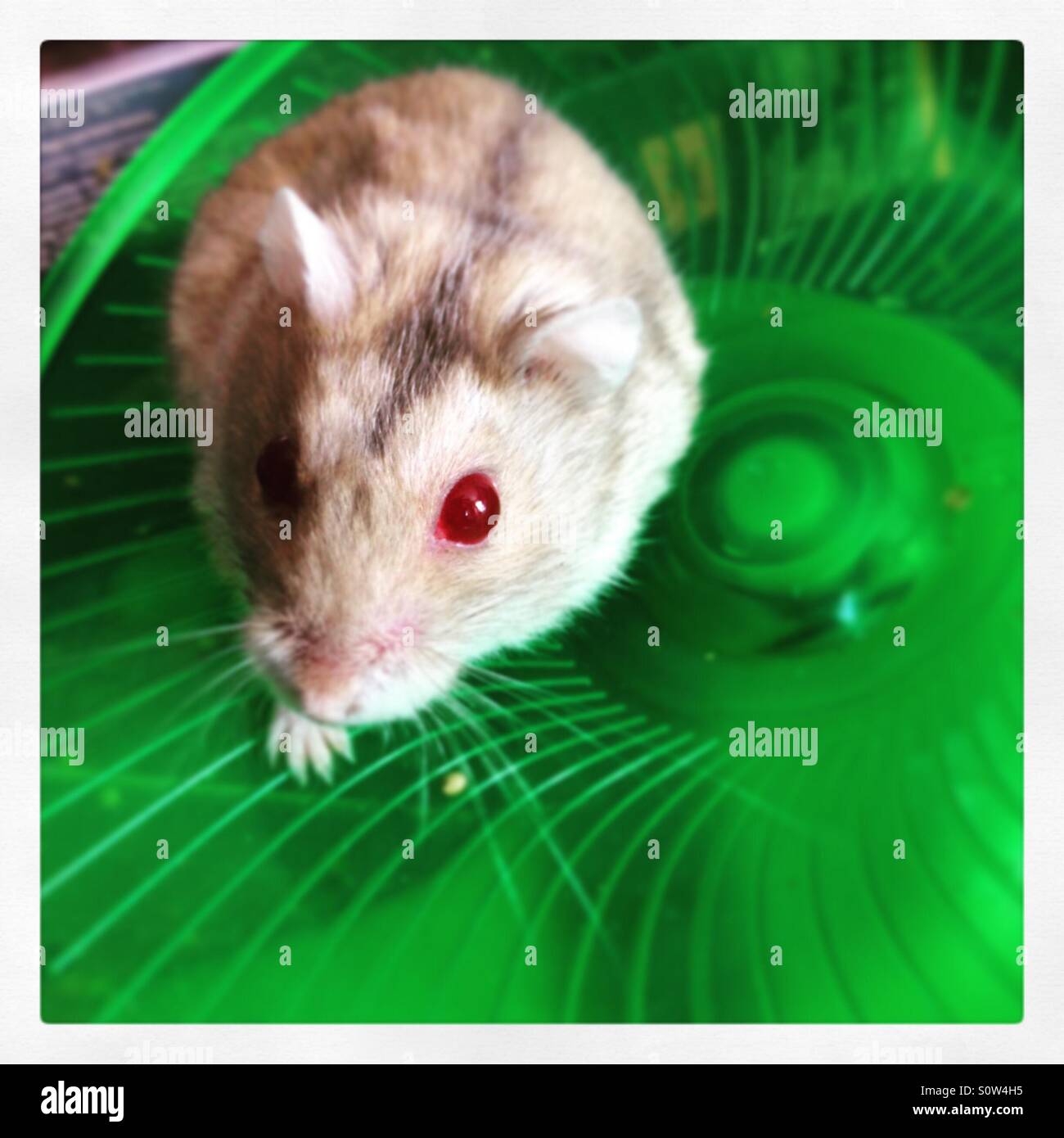Dwarf hamster on a flying saucer Stock Photo - Alamy