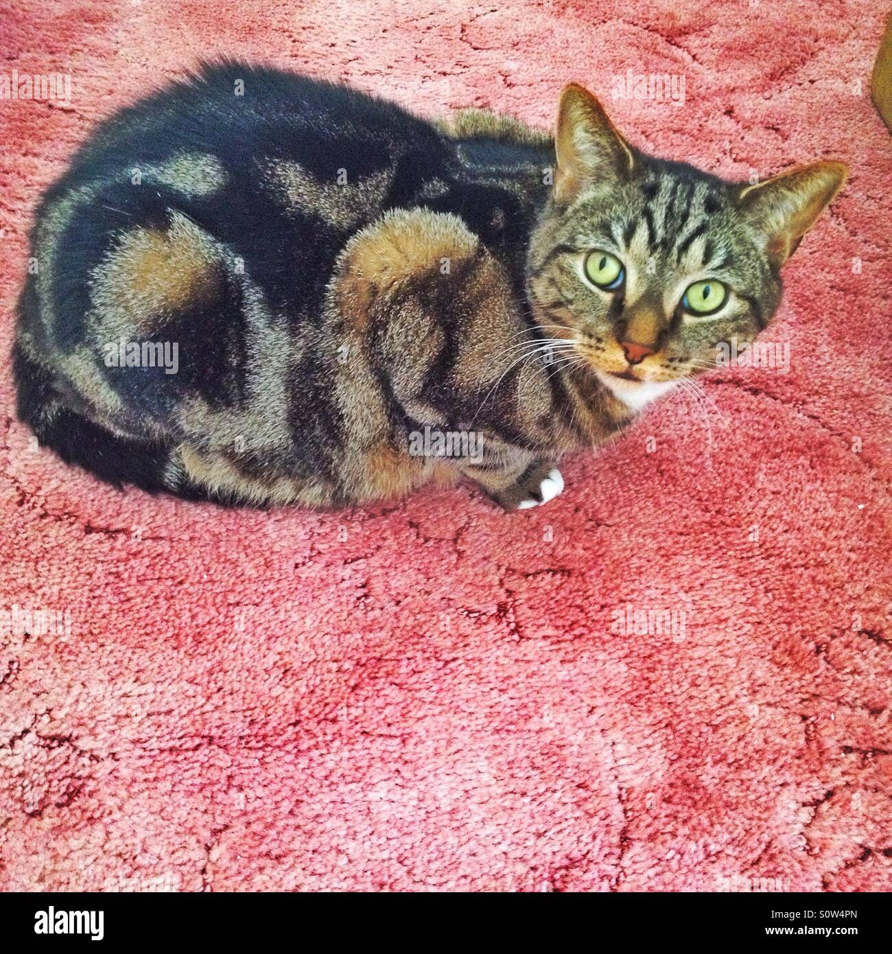 Cat on a carpet. - Smartphone Captured Stock Image