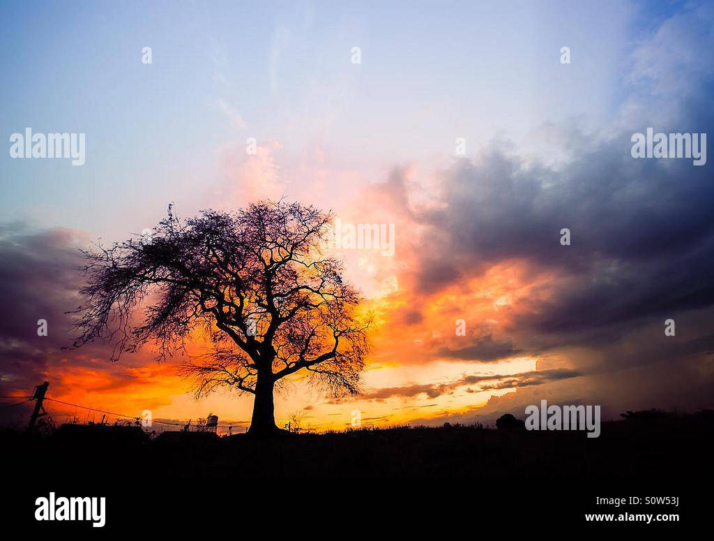 A tree and a sunset Stock Photo