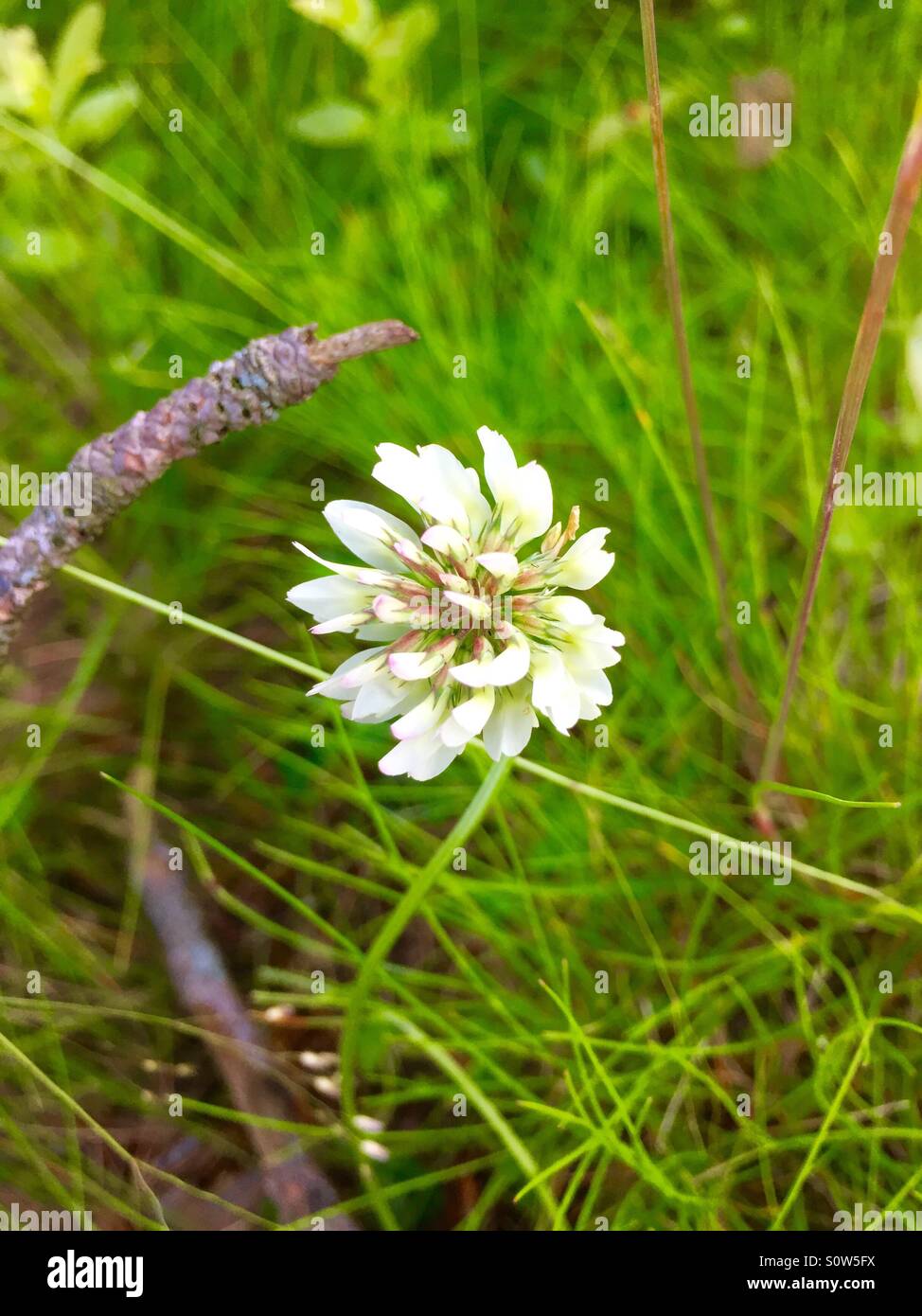 White Forest Flower Stock Photo