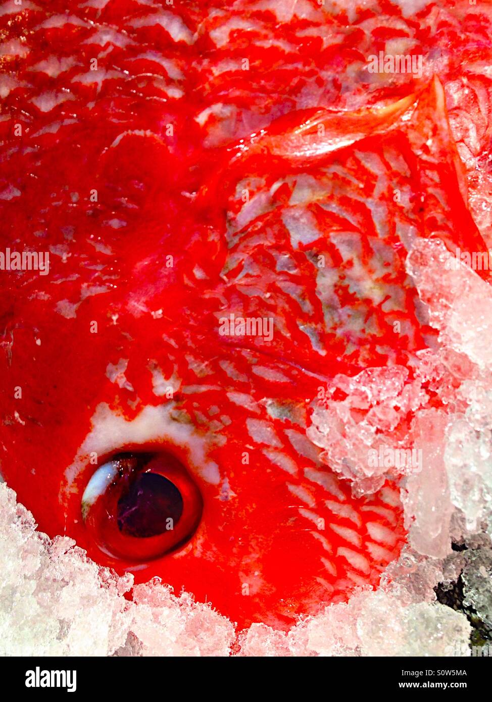 Red fish on ice - Smartphone Captured Stock Image