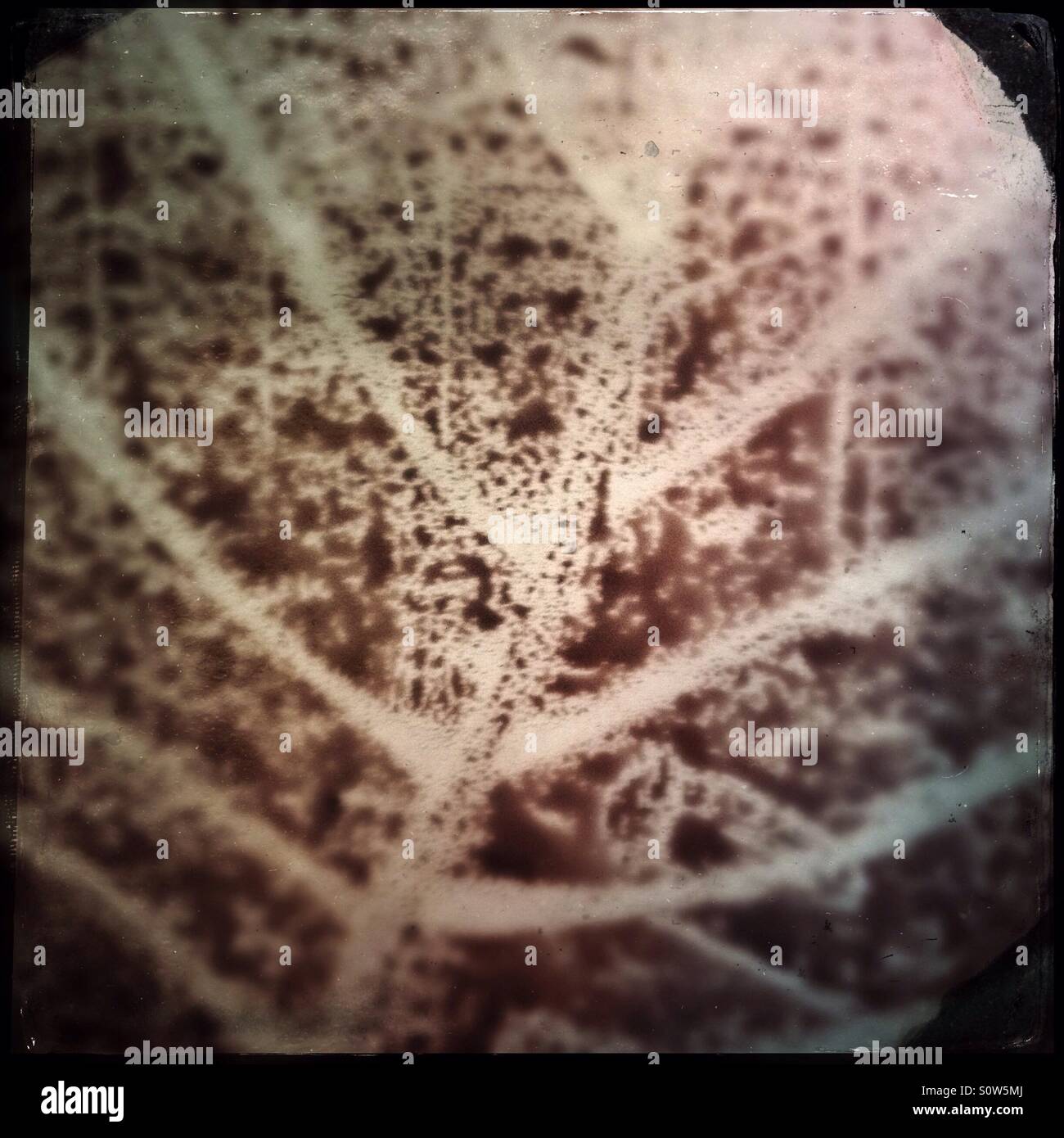Close up texture of a leaf on transparency sheet - Smartphone Captured Stock Image