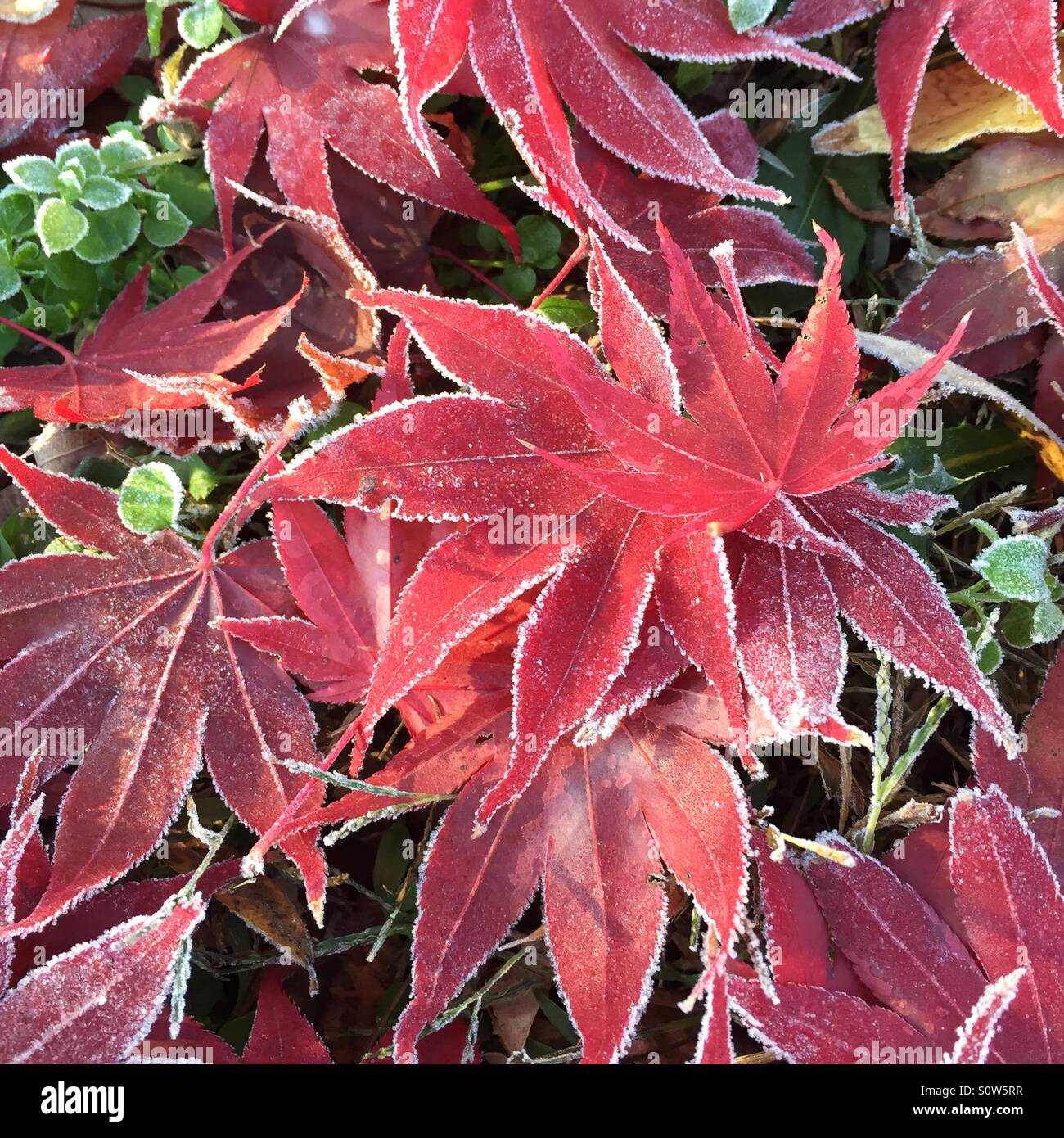 frost-on-japanese-maple-leaves-stock-photo-alamy