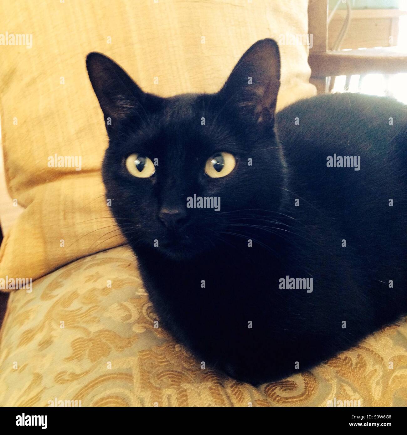 Black cat on gold pillow Stock Photo