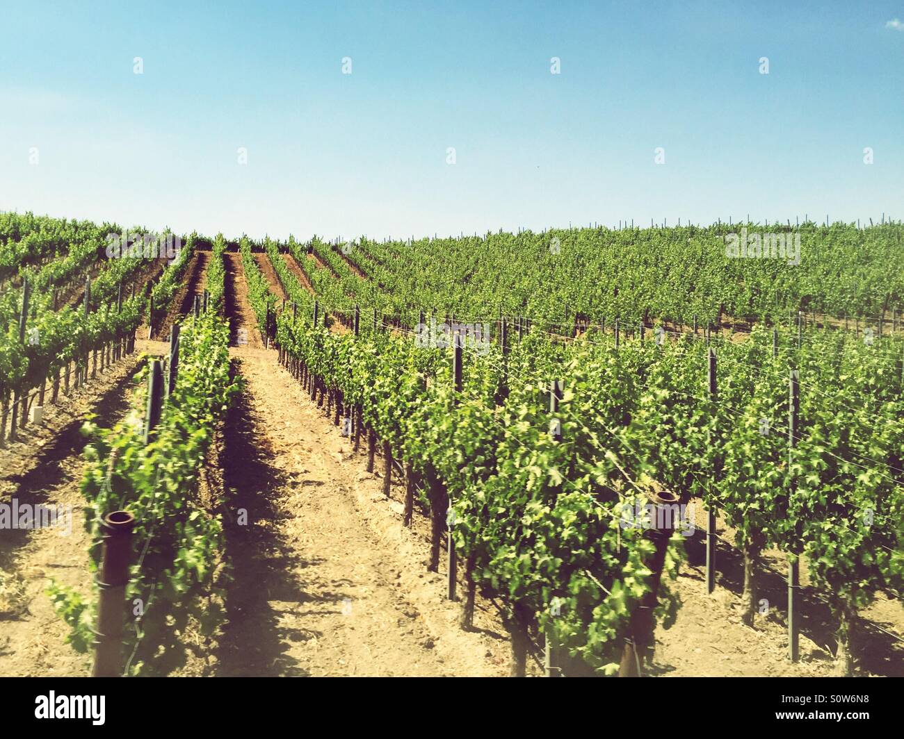Rows of lush green grapevines growing in a summer vineyard, wine country agricultural landscape. - Smartphone Captured Stock Image